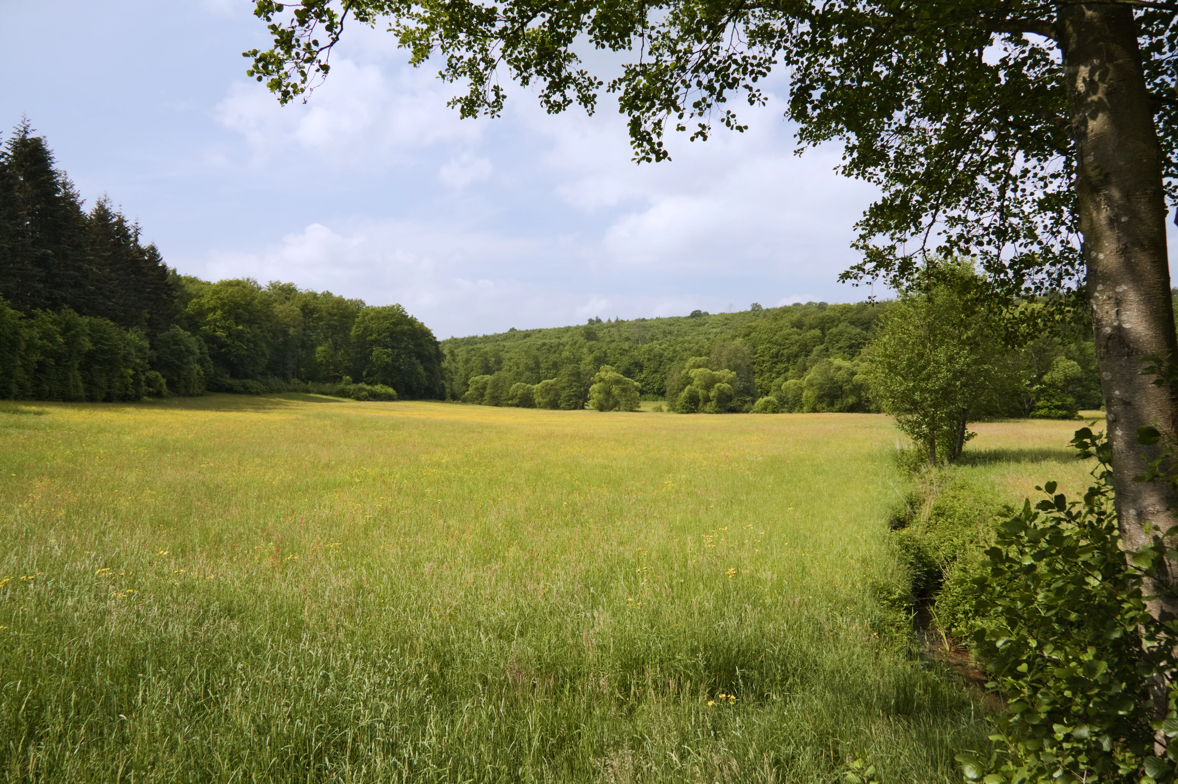 A wide, grassy meadow stretches into the distance, surrounded by green deciduous and coniferous forests under a partially cloudy sky.