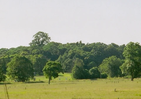 A wide view of a dense patch of green trees and forest remnants bordering a grassy field under a bright, overcast sky.
