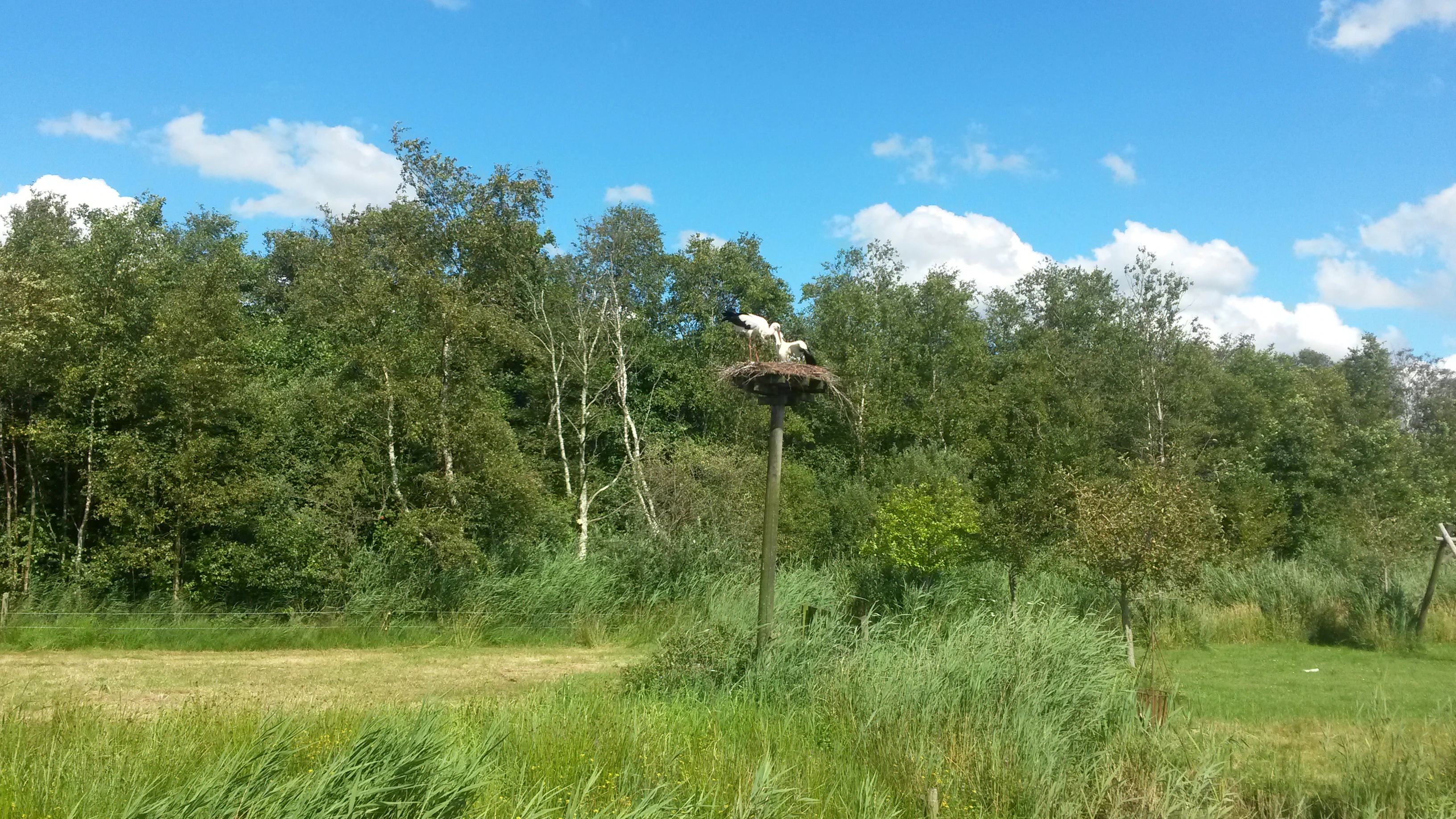 White storks in a nest on a tall pole in a grassy field with forest in the background under a blue sky