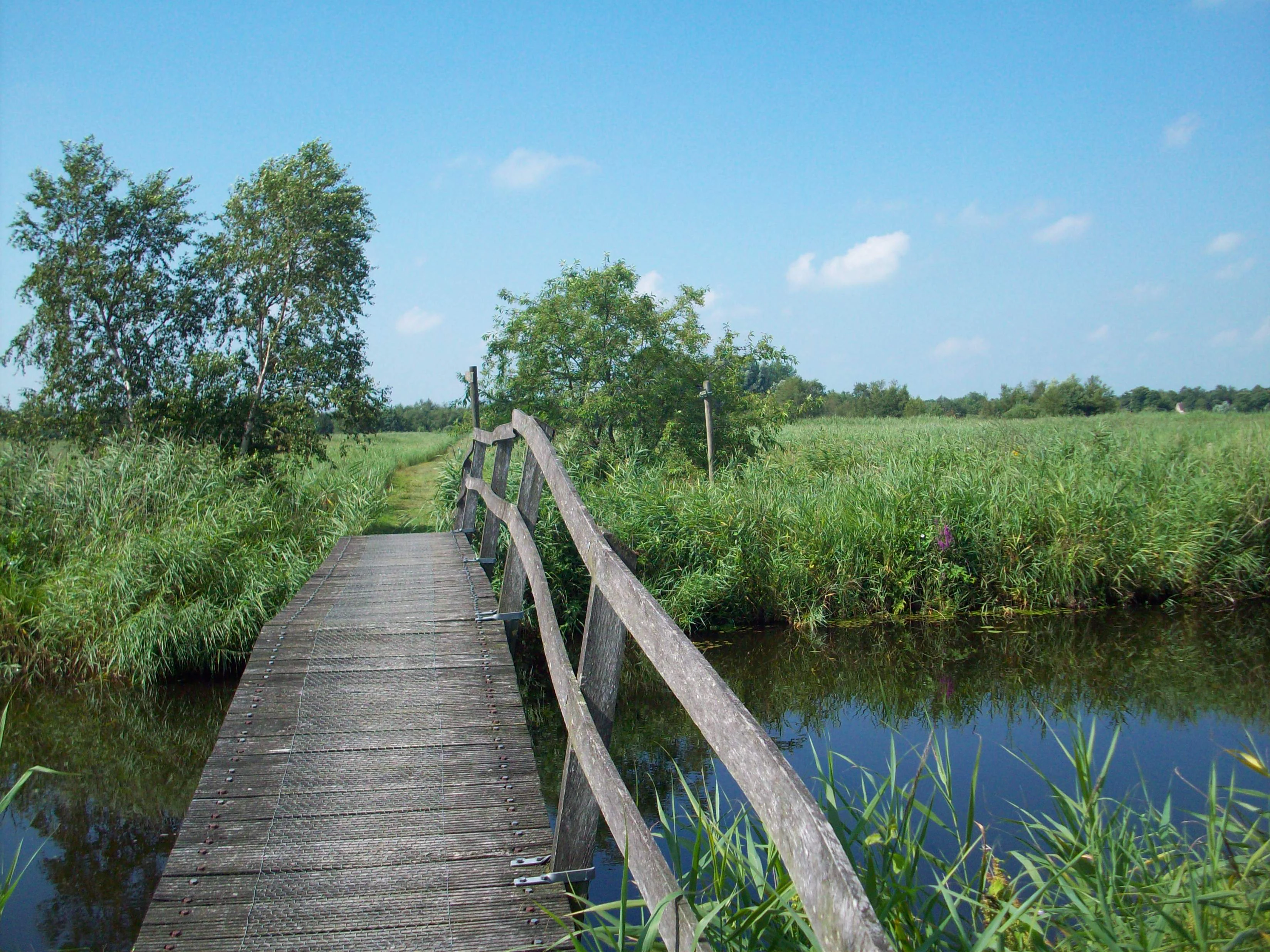 Wooden boardwalk extending across a body of water through tall grasses and reeds