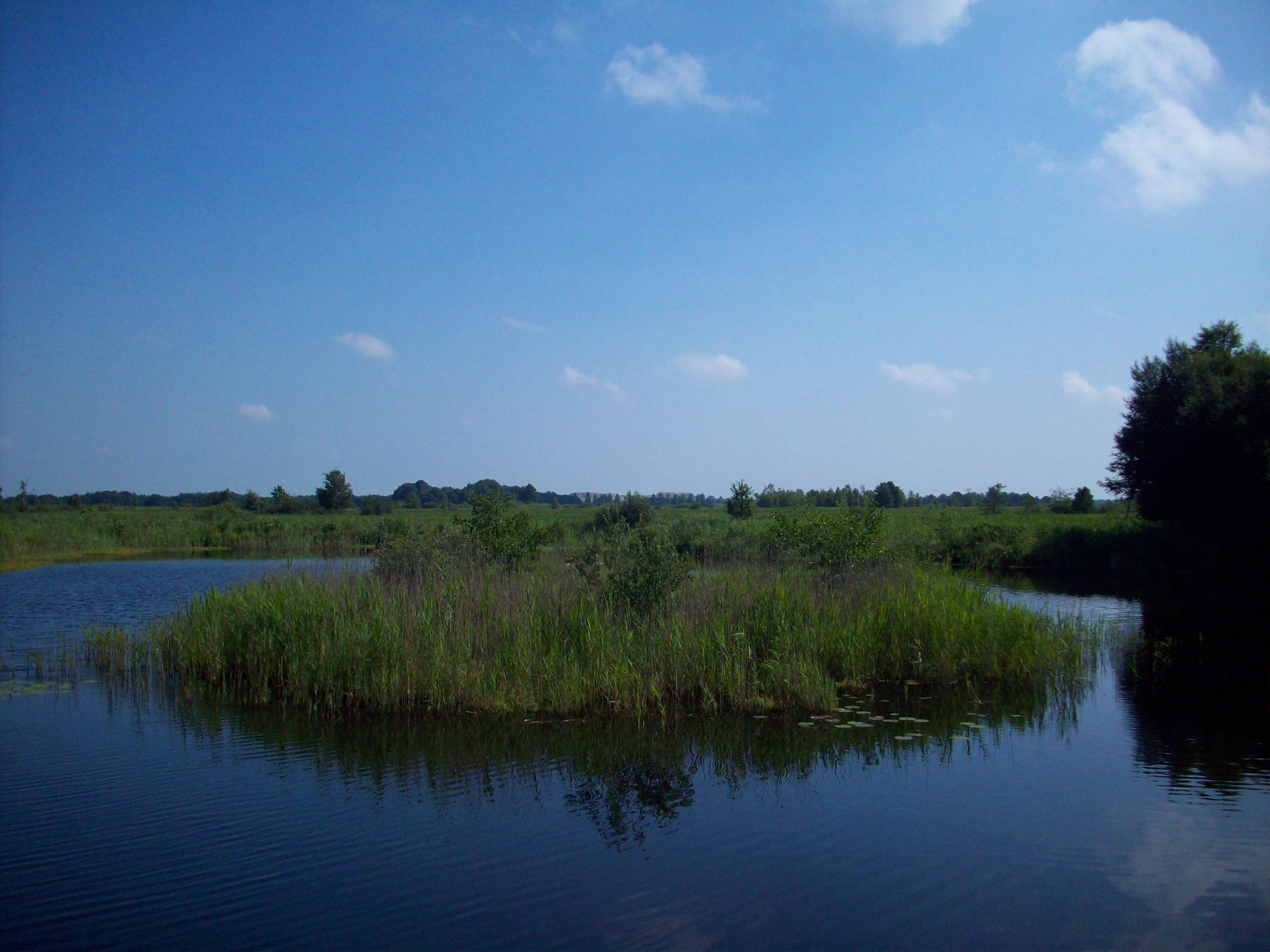 A water body surrounded by reeds and vegetation with trees in the background under a clear blue sky