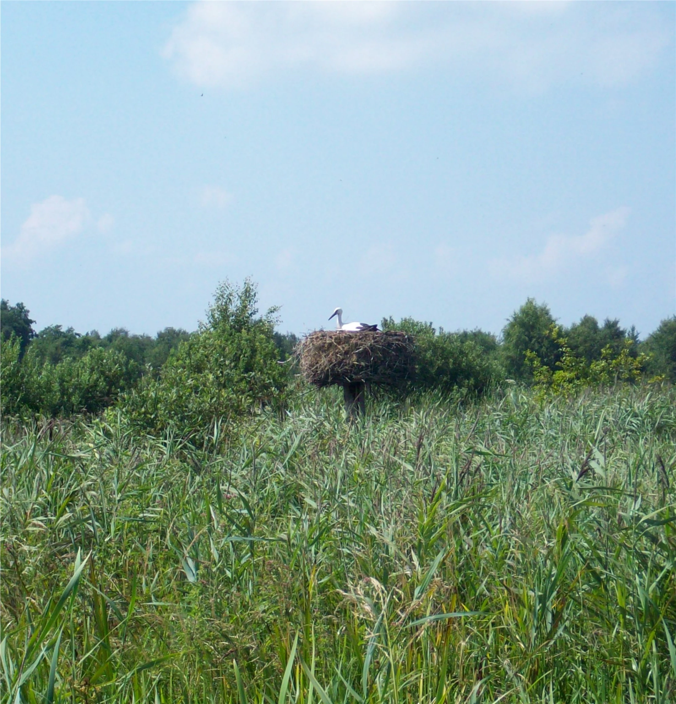 White stork perched in large nest atop pole surrounded by tall green reeds and trees under clear blue sky