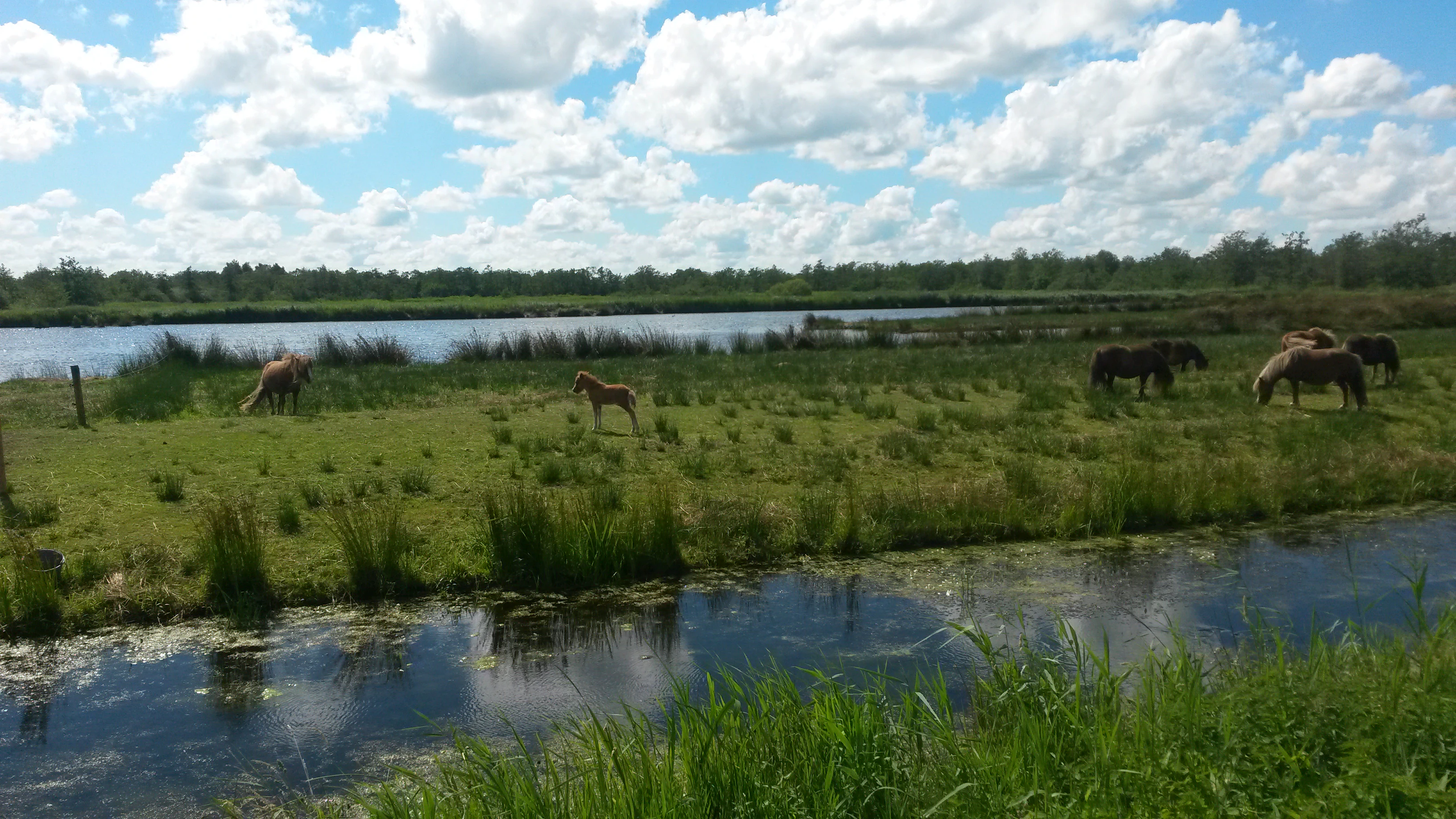 Shetland ponies in a grassy field near a body of water with trees and sky in the background.