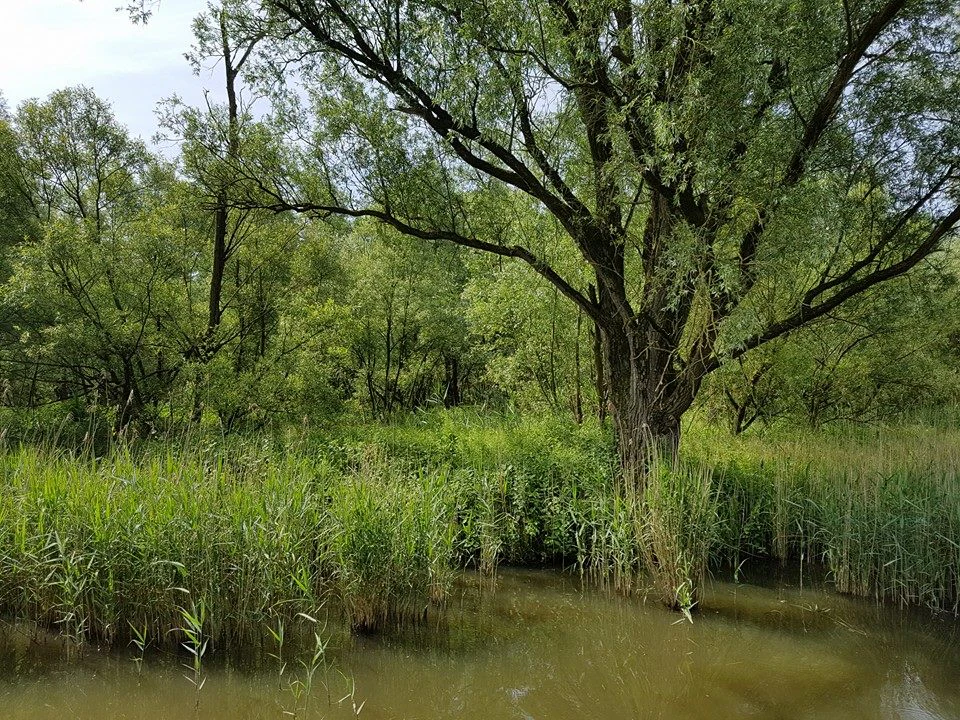 A large tree with dense foliage stands in a marshy area with tall reeds and calm water