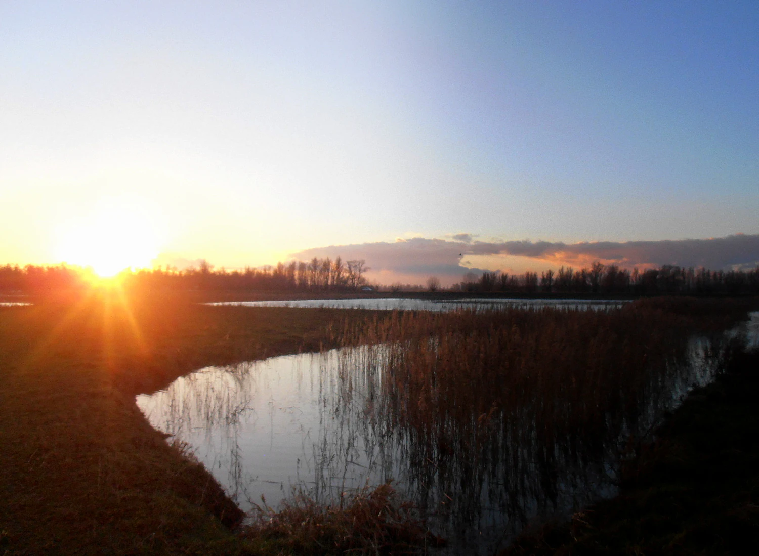 Sunset over a river with reeds in the foreground and distant tree line