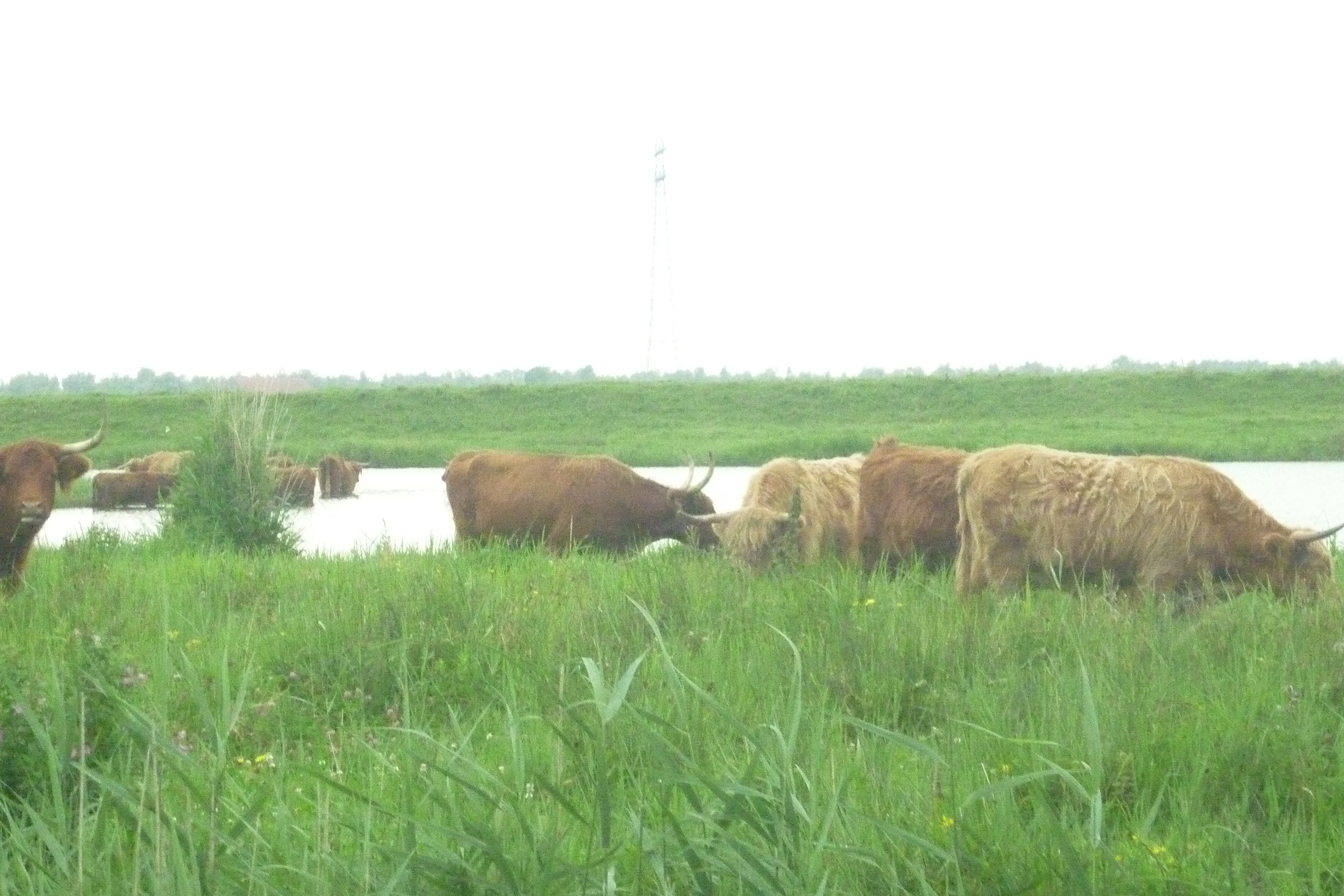 Highland cattle grazing in tall grass near a body of water