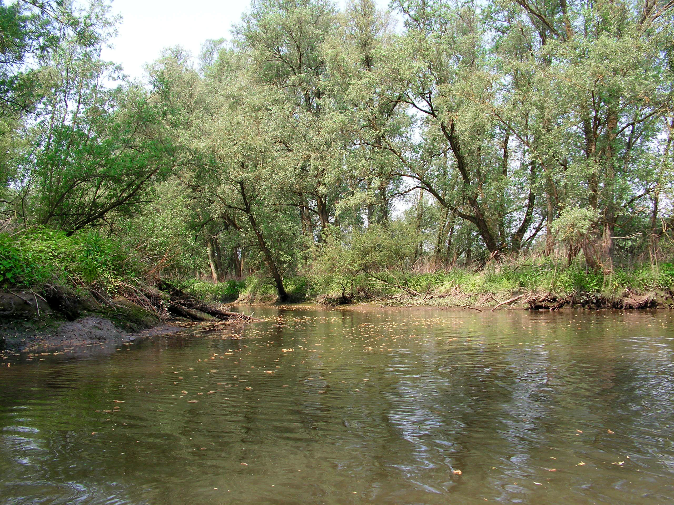 A calm river surrounded by dense green trees and reeds, reflecting the sky and vegetation in the water