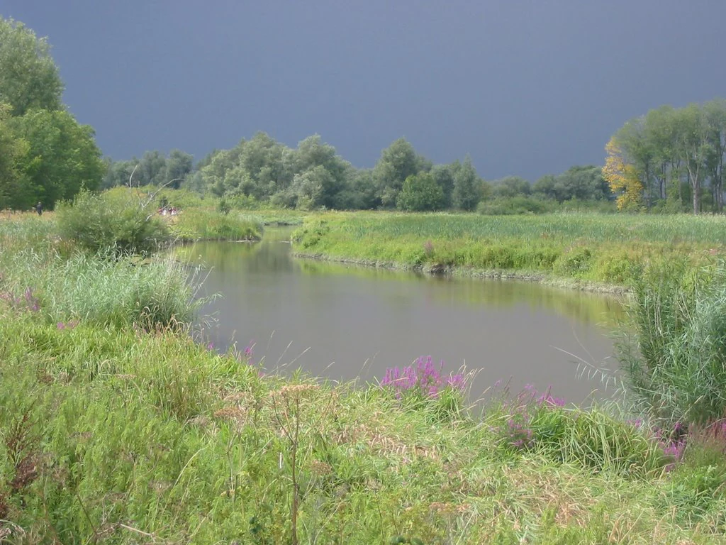 A calm river surrounded by tall grasses, reeds, and purple wildflowers with trees in the background under a dark sky