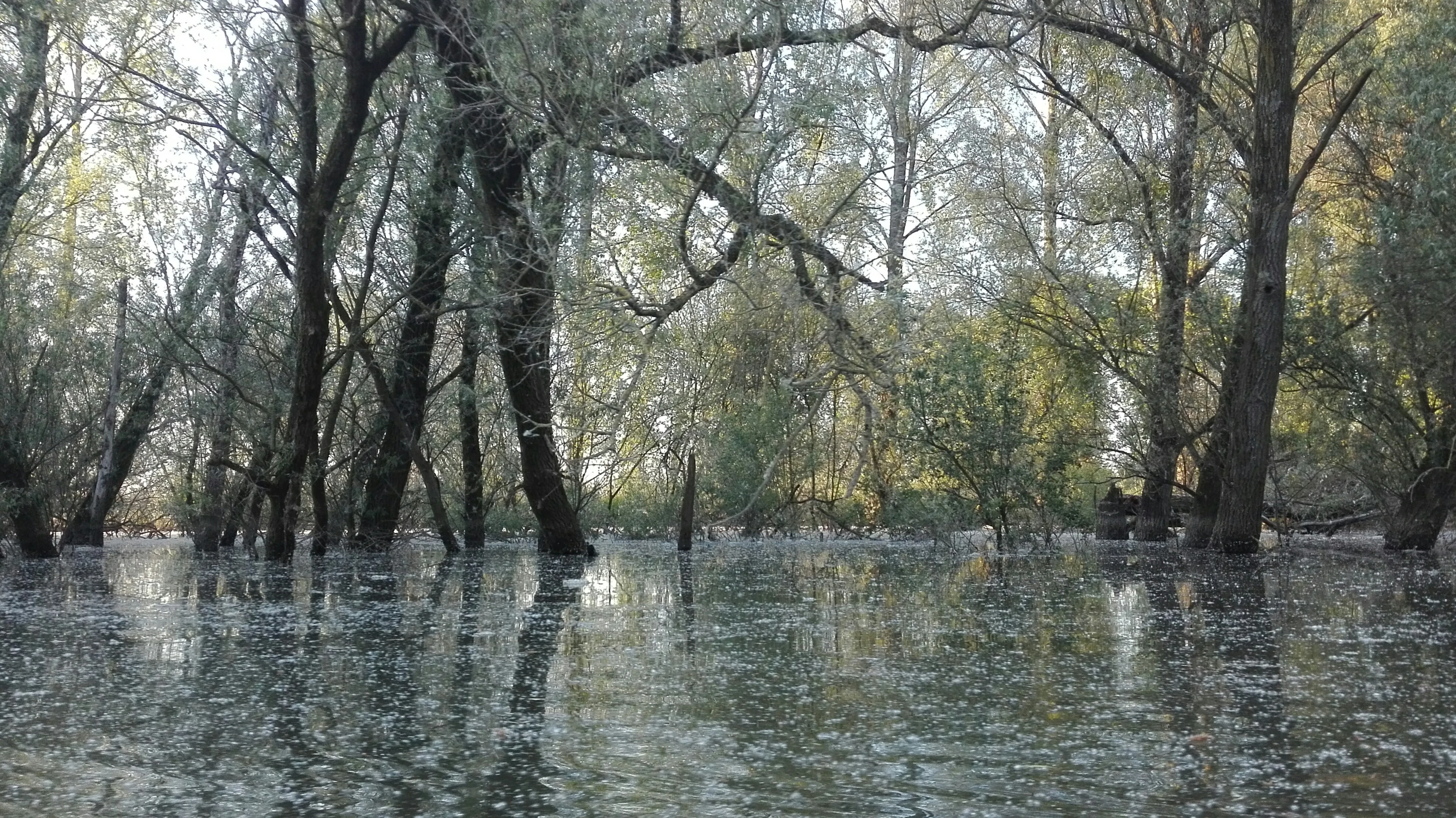 Flooded forest scene with water covering ground and tree reflections in calm water