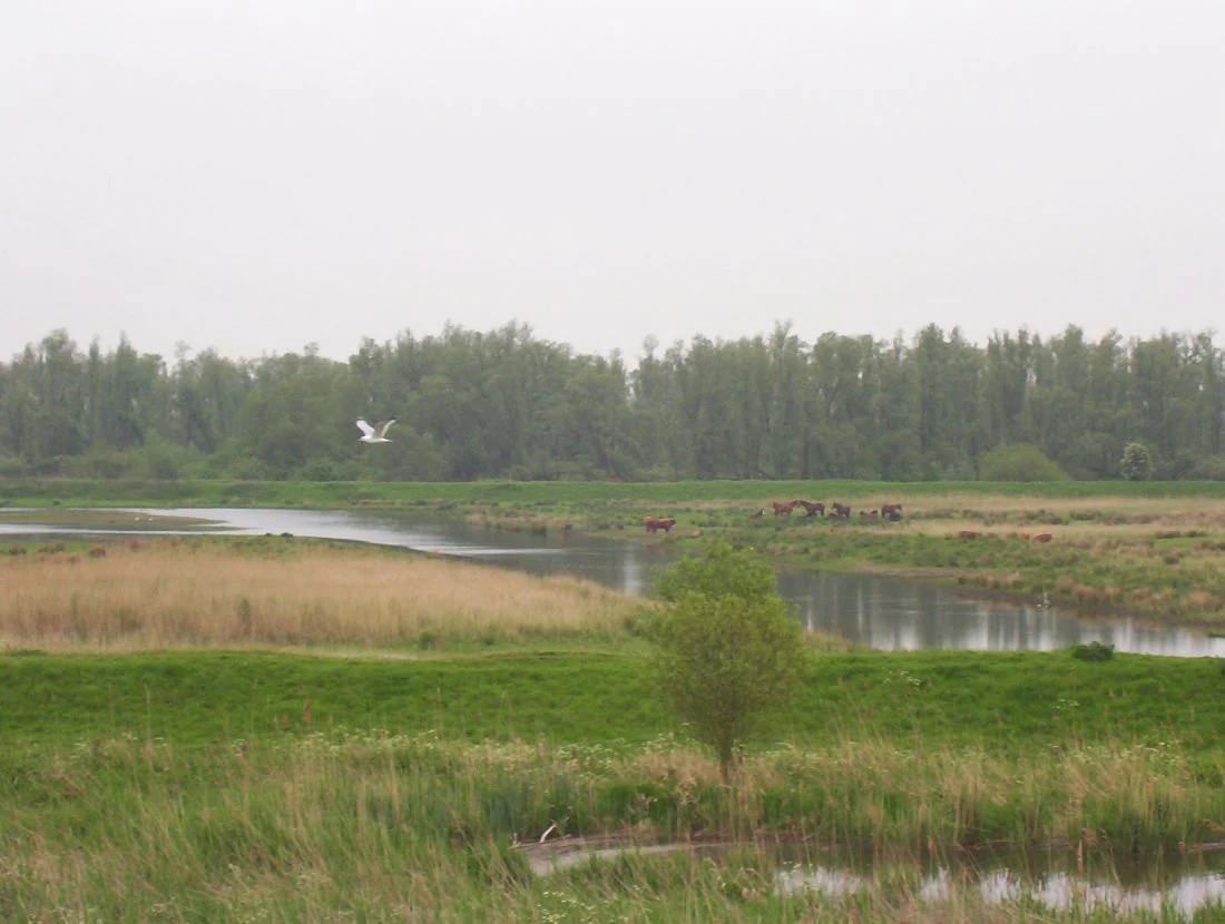 Wide view of De Biesbosch National Park showing a river, grassy meadows, reeds, and trees under an overcast sky with a bird in flight