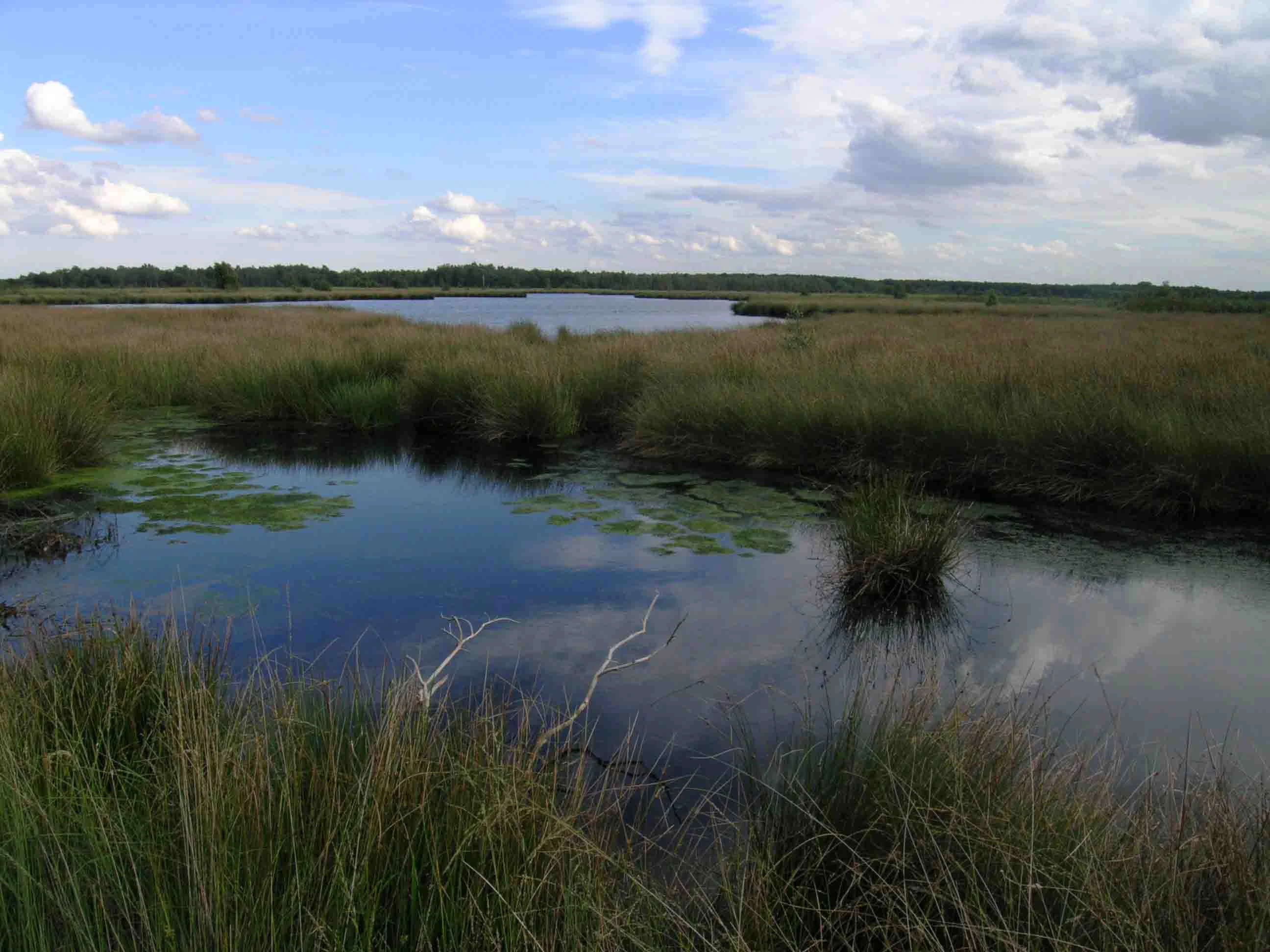 Peat bog water body surrounded by tall grasses and reeds with cloud reflections