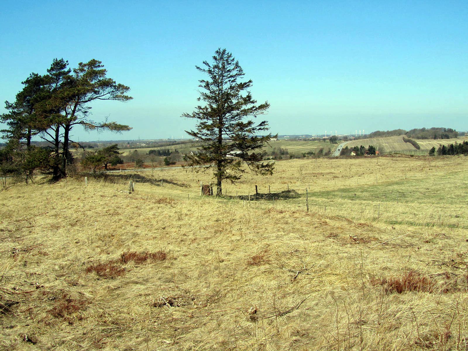 Vindblaes Hede