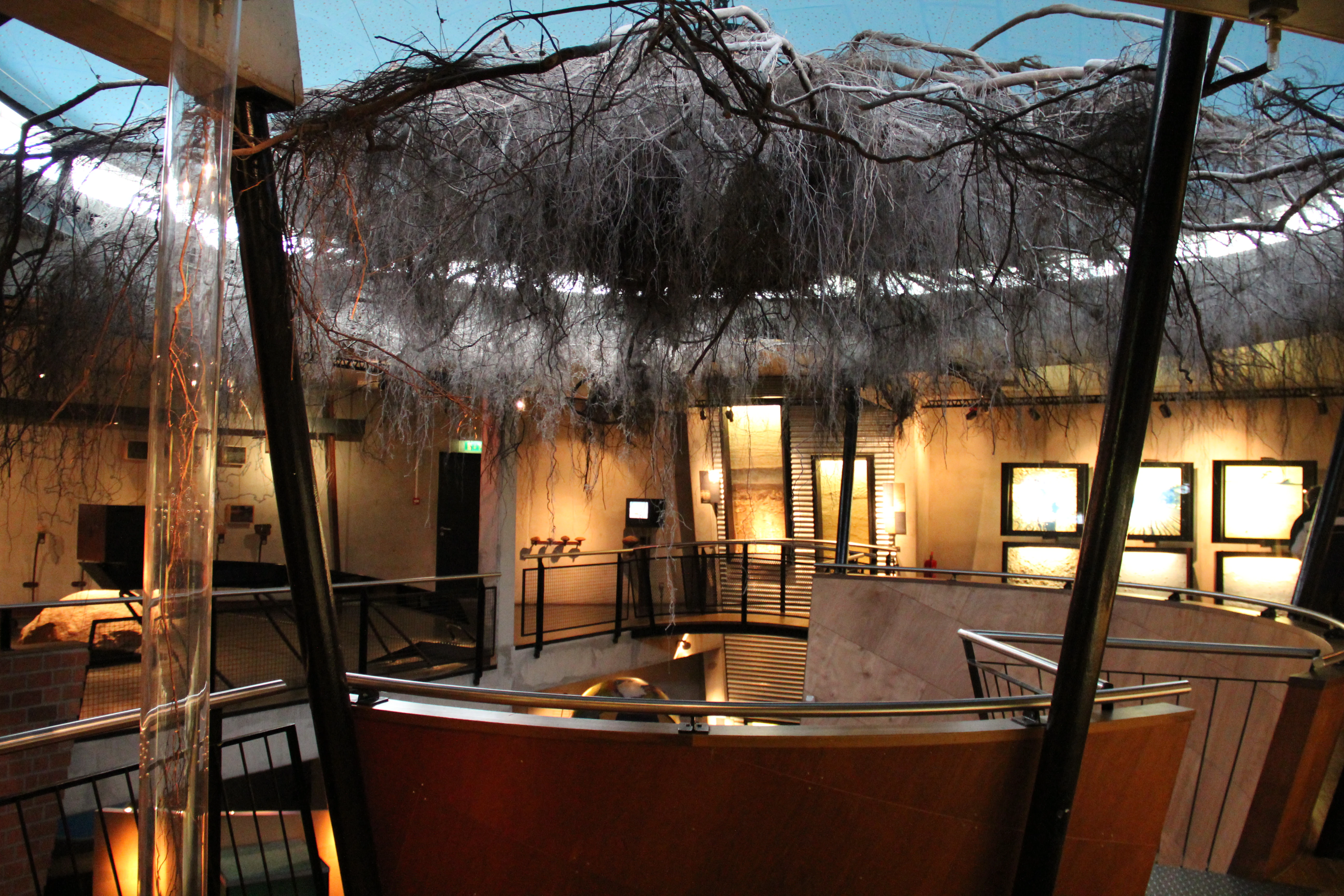 Interior view of Museonder museum showing suspended tree root system with wooden railings and illuminated display cases