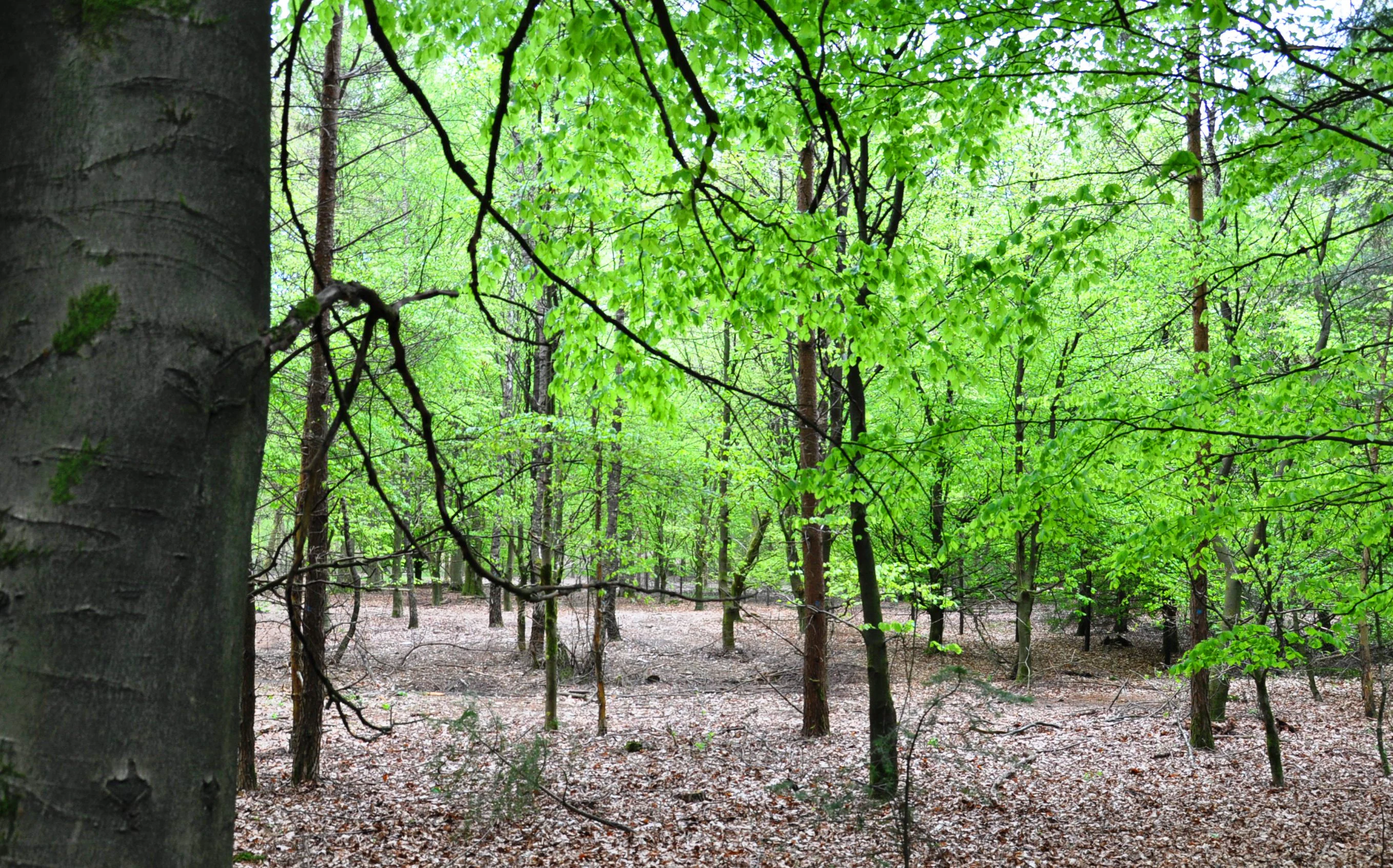 A forest scene with green foliage on trees and a forest floor covered in fallen leaves