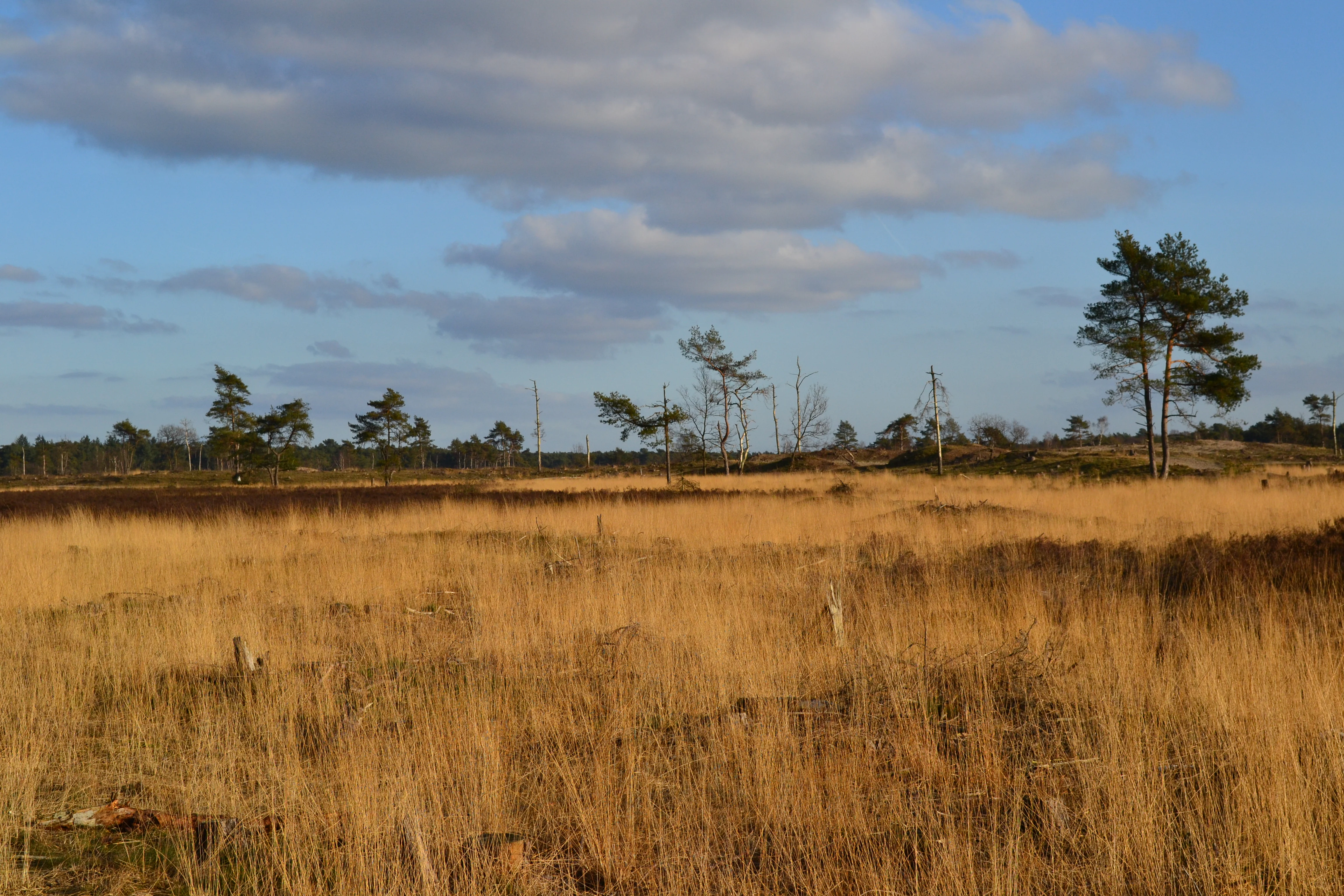Tall dry grasses and scattered pine trees under a partly cloudy sky