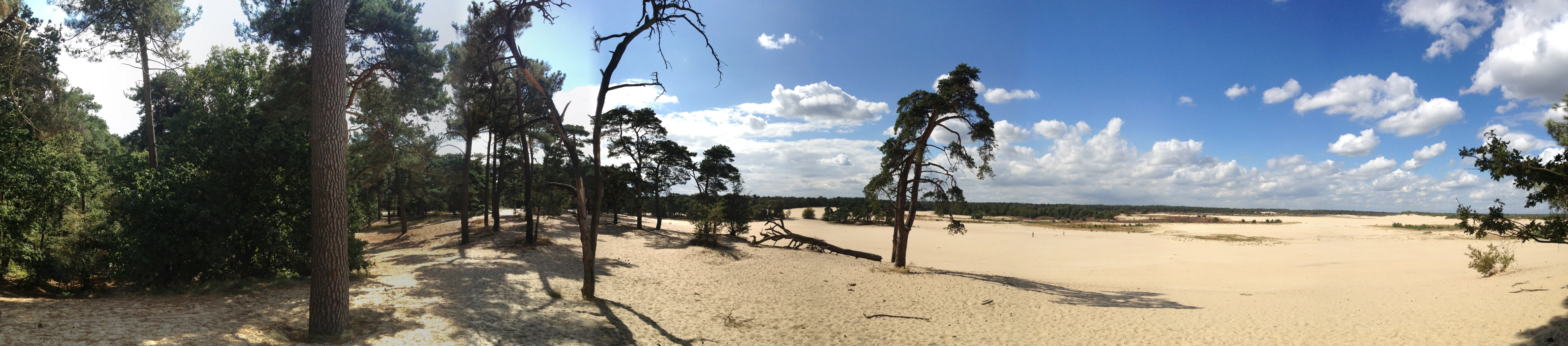 Wide landscape showing sandy dunes, sparse pine trees, and a clear blue sky with scattered clouds