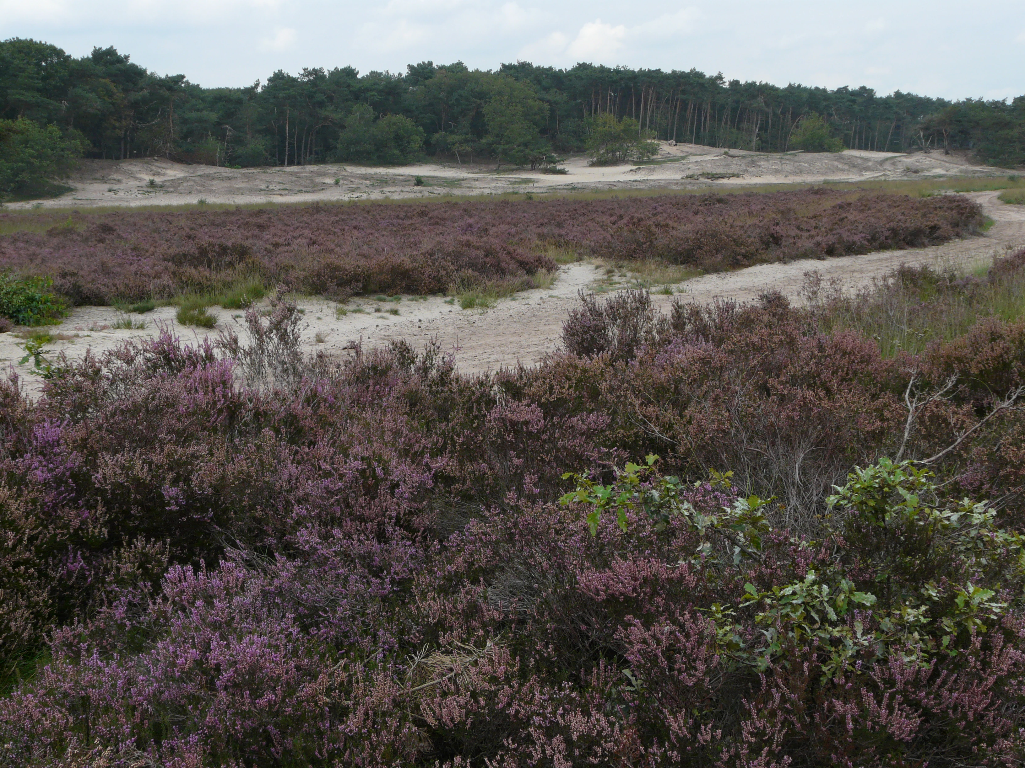 Purple heather landscape with sandy paths, distant forest, and open dunes
