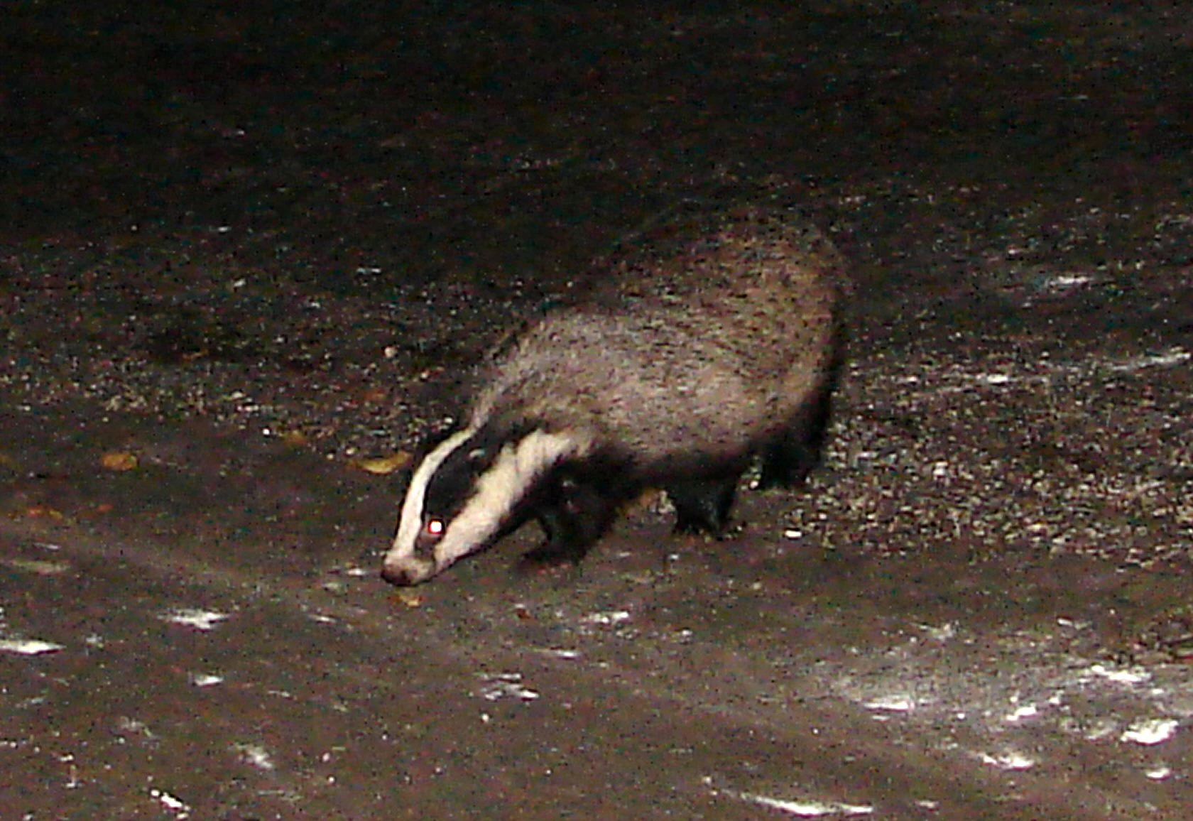 European Badger with distinctive black and white facial markings walking on gravelly ground at night