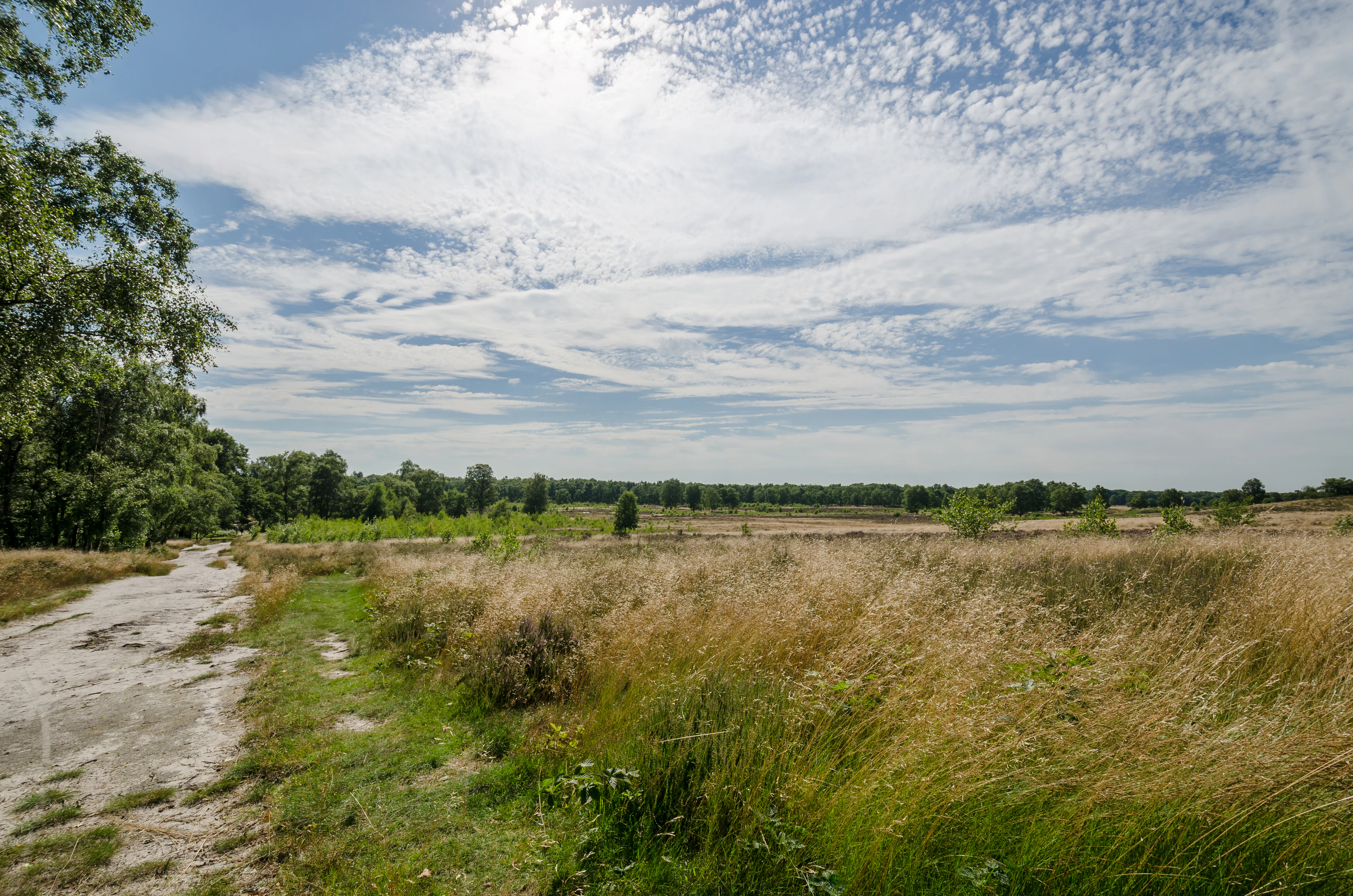 Sandy path with grassy field, trees in background, and blue sky with scattered clouds
