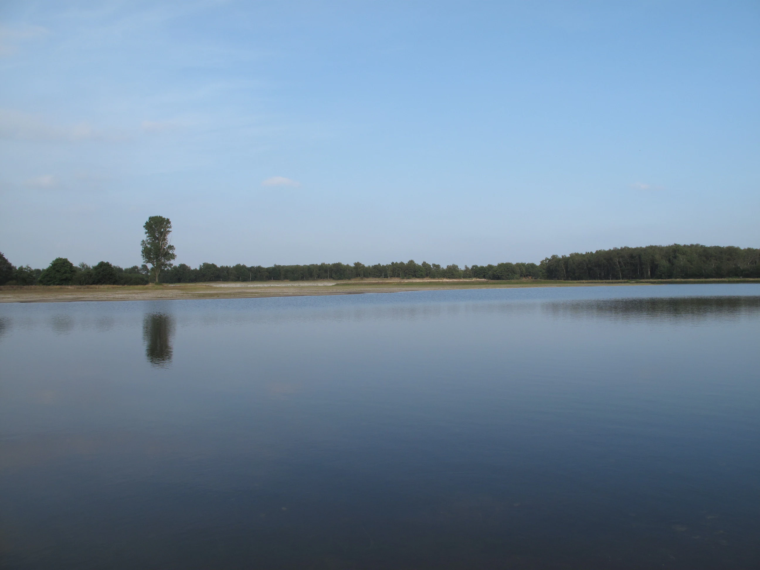 Calm lake with a single tree on the shore, forested background, and clear blue sky