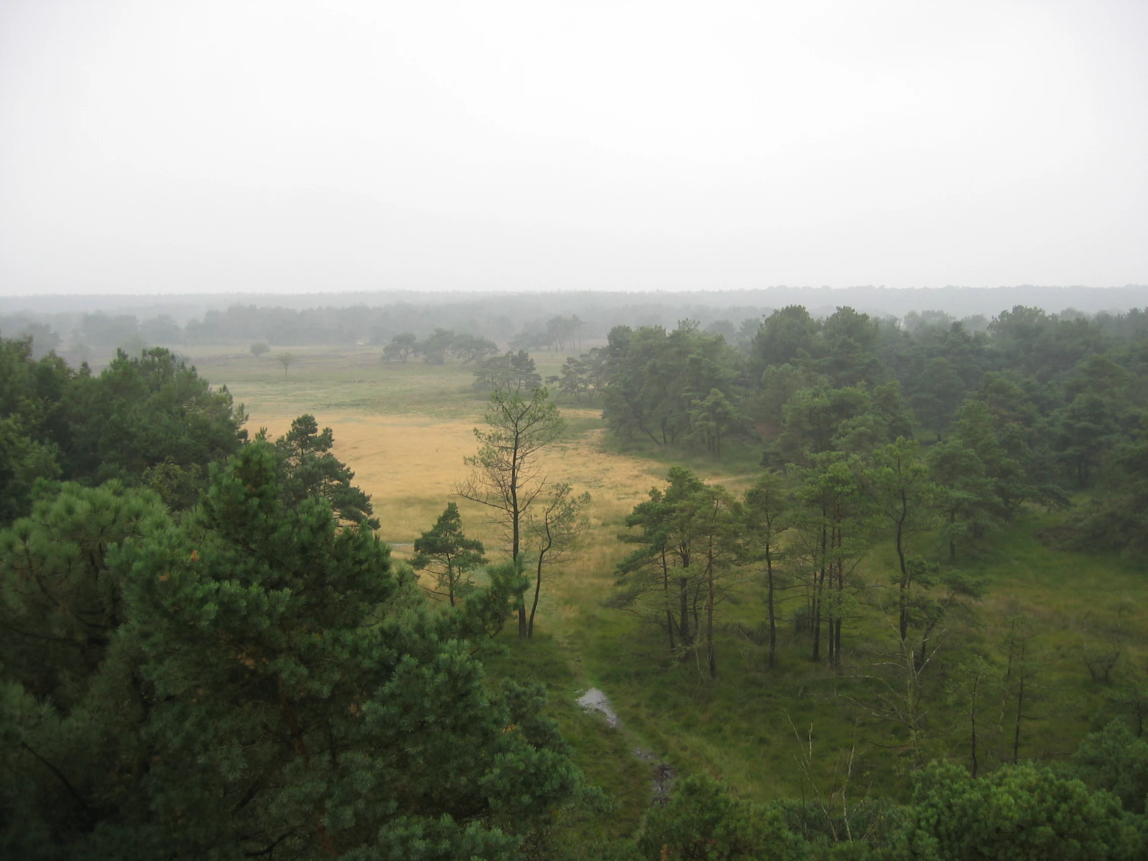 Heathland with scattered pine trees and open fields under overcast sky