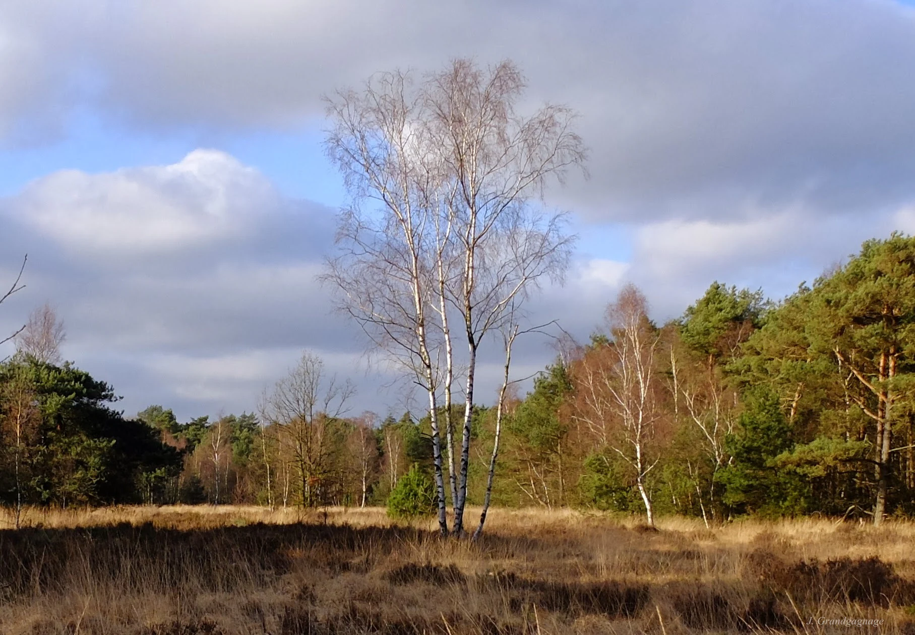 Birch trees standing in a dry grassy field with scattered trees under a partly cloudy sky