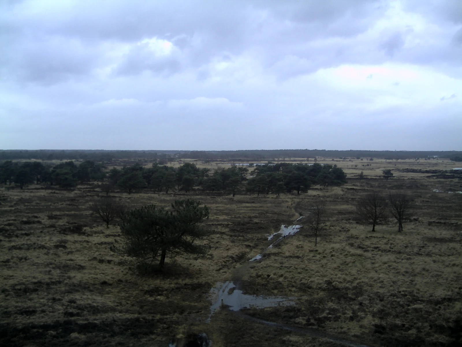 Overcast sky above a vast heathland with scattered trees and a small stream