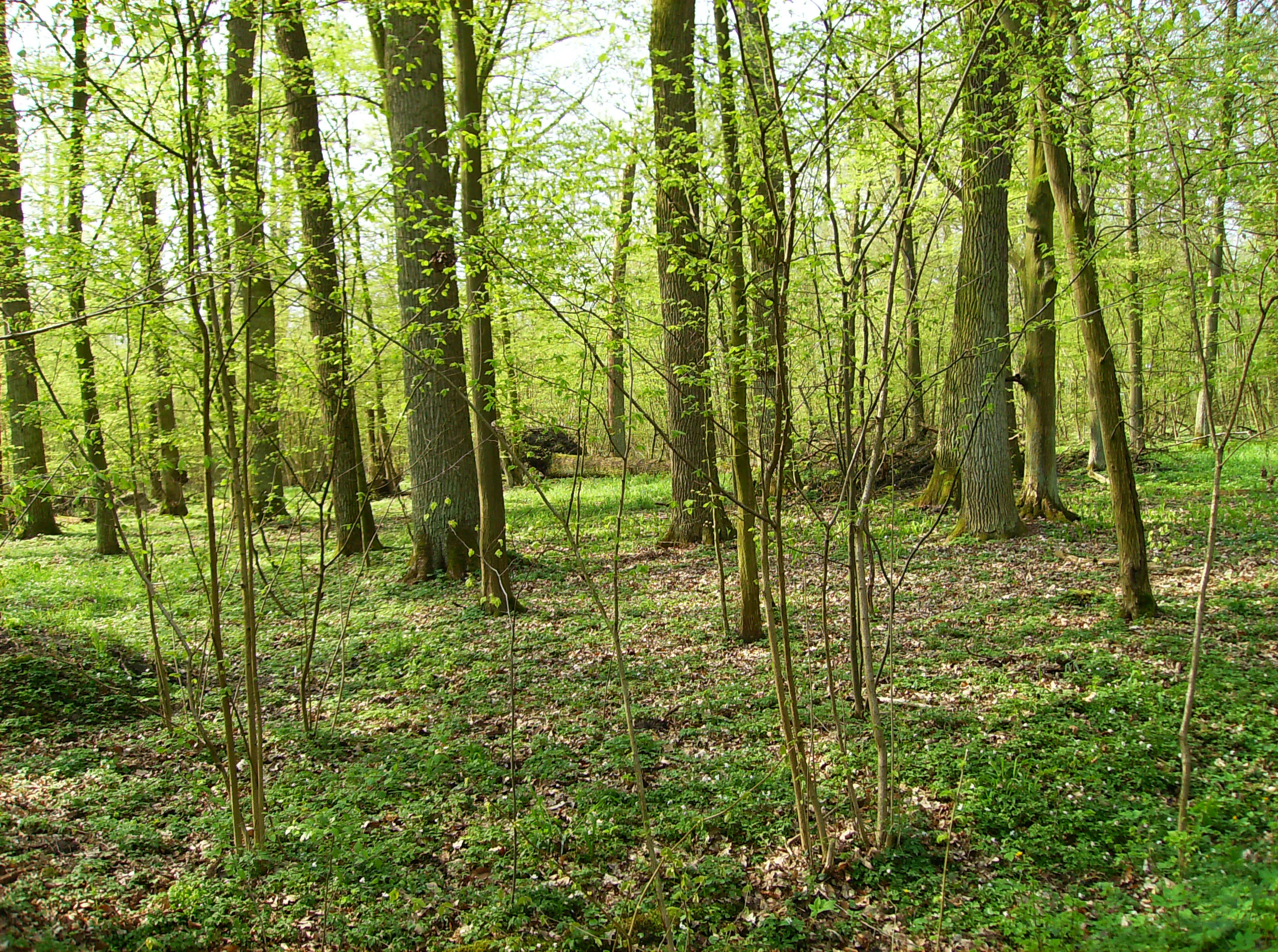 Un suelo forestal brillante y soleado, cubierto de vegetación verde bajo robles y carpes maduros en primavera.