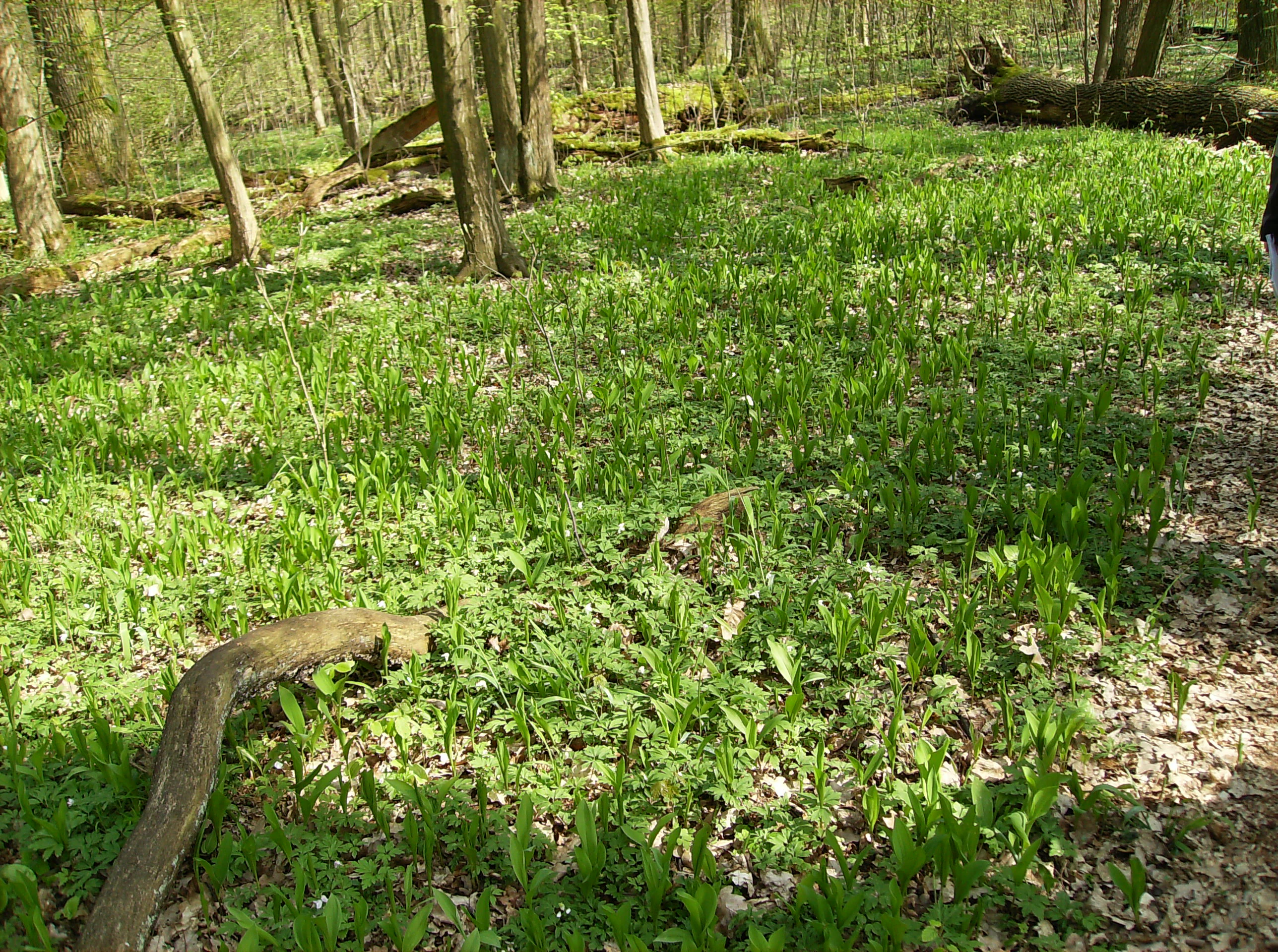 Un suelo forestal cubierto de vegetación baja y verde con pequeñas flores blancas en un entorno de bosque caducifolio.