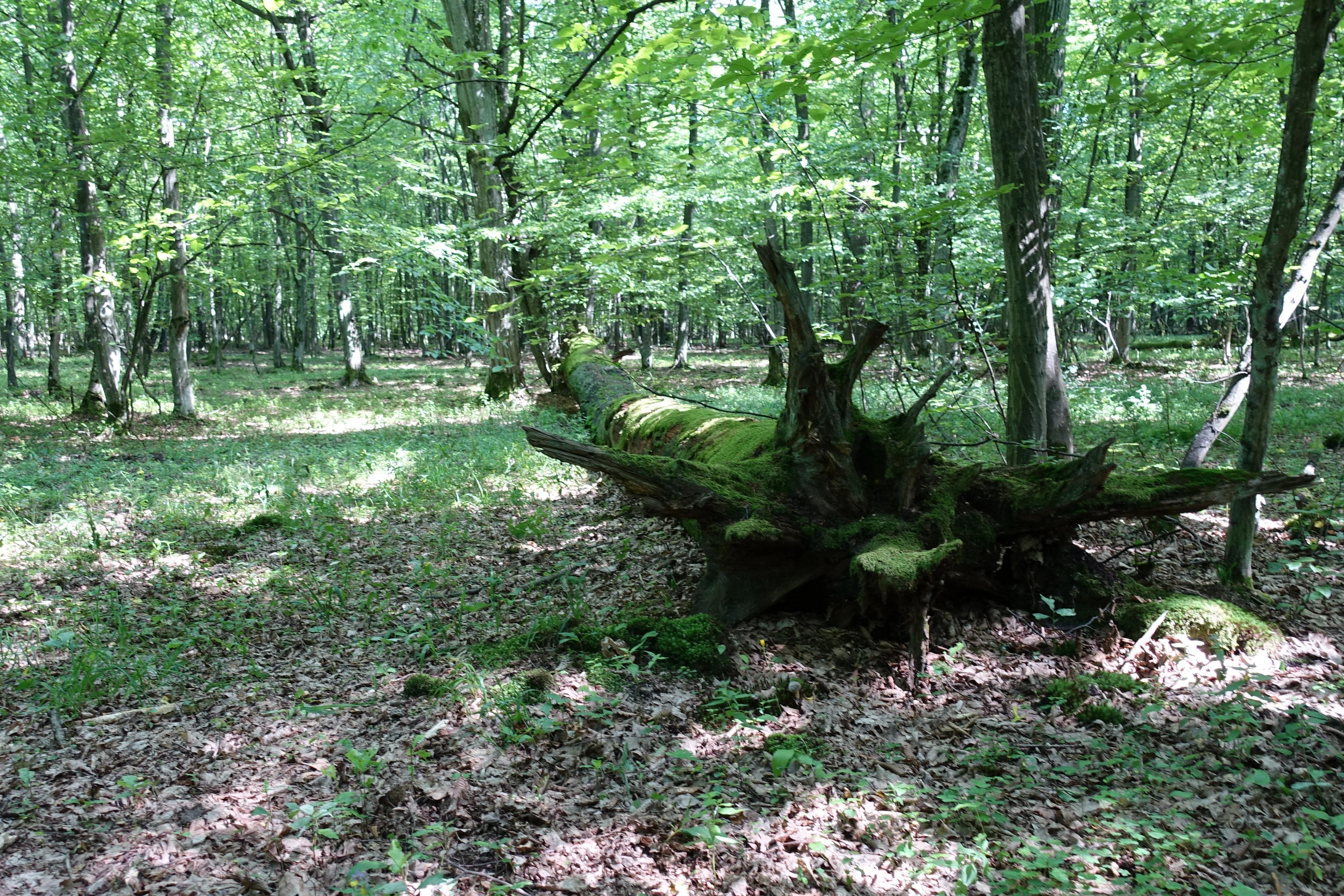 A view inside a dense green forest showing a large, mossy tree stump lying on the ground surrounded by trees and leaf litter.