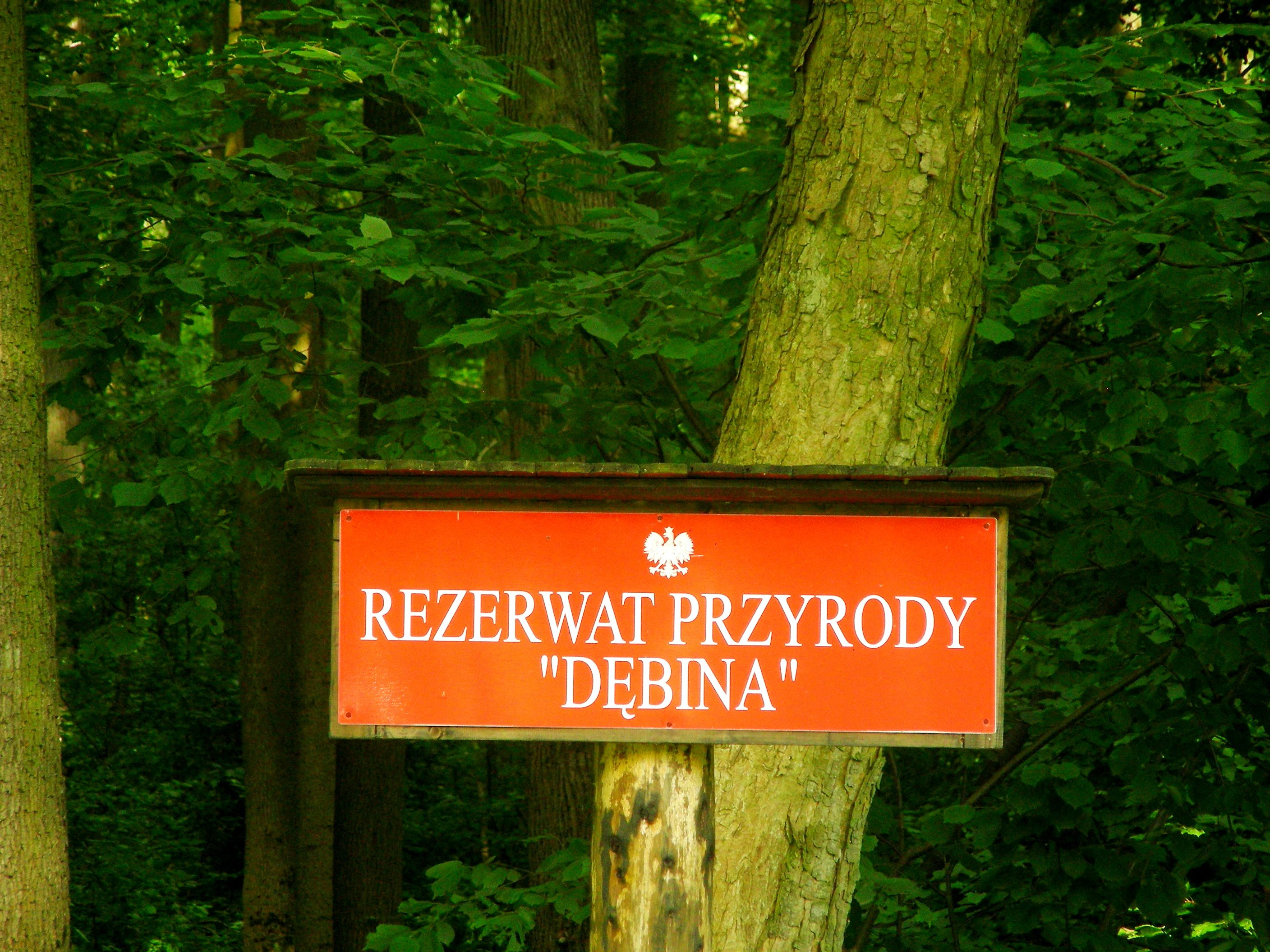 A rectangular orange sign in a forest with white text that reads REZERWAT PRZYRODY DĘBINA, featuring a small white Polish eagle emblem above the text.