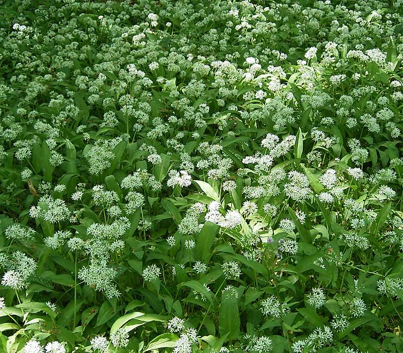 A carpet of white, spherical flower heads of wild garlic plants covering the forest floor with green, lance-shaped leaves.
