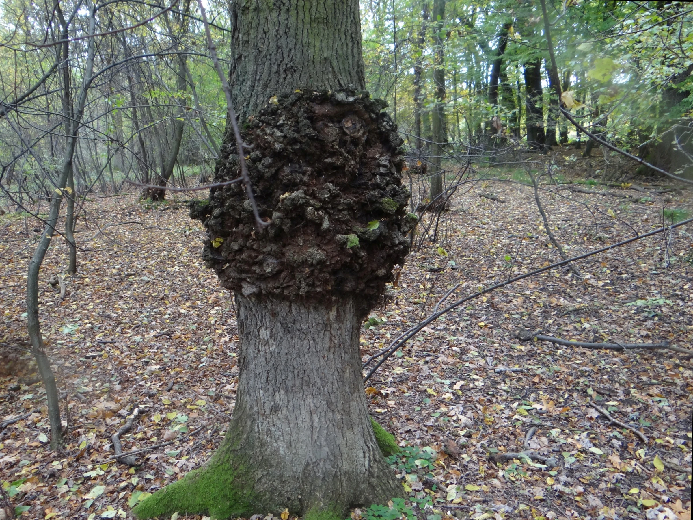 A close-up view of a large, woody burl growth on the trunk of an oak tree in an autumn forest floor covered with fallen leaves.