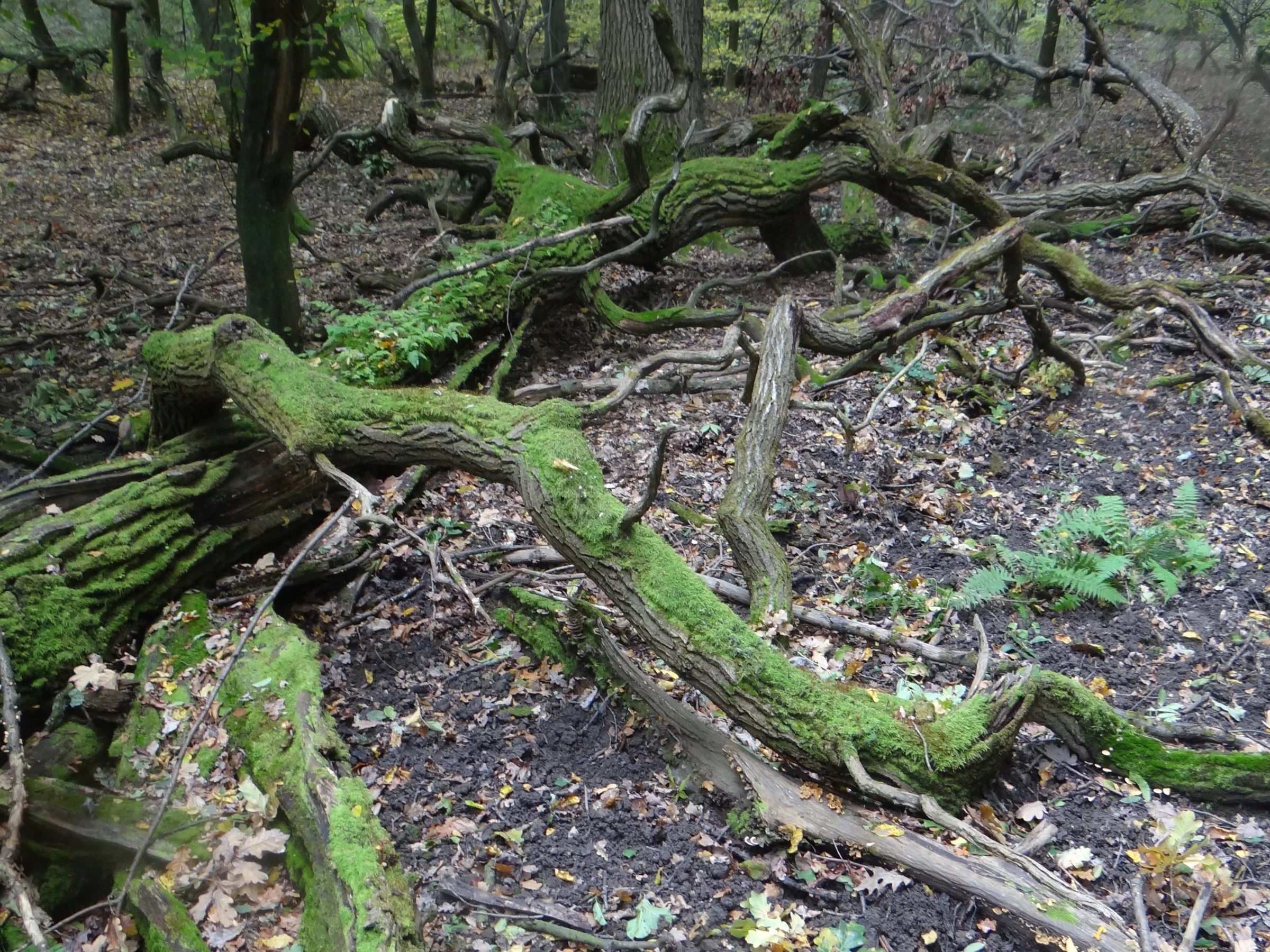 A large, fallen tree trunk covered in green moss lies on the forest floor, surrounded by damp soil and leaf litter in Dębina Nature Reserve.