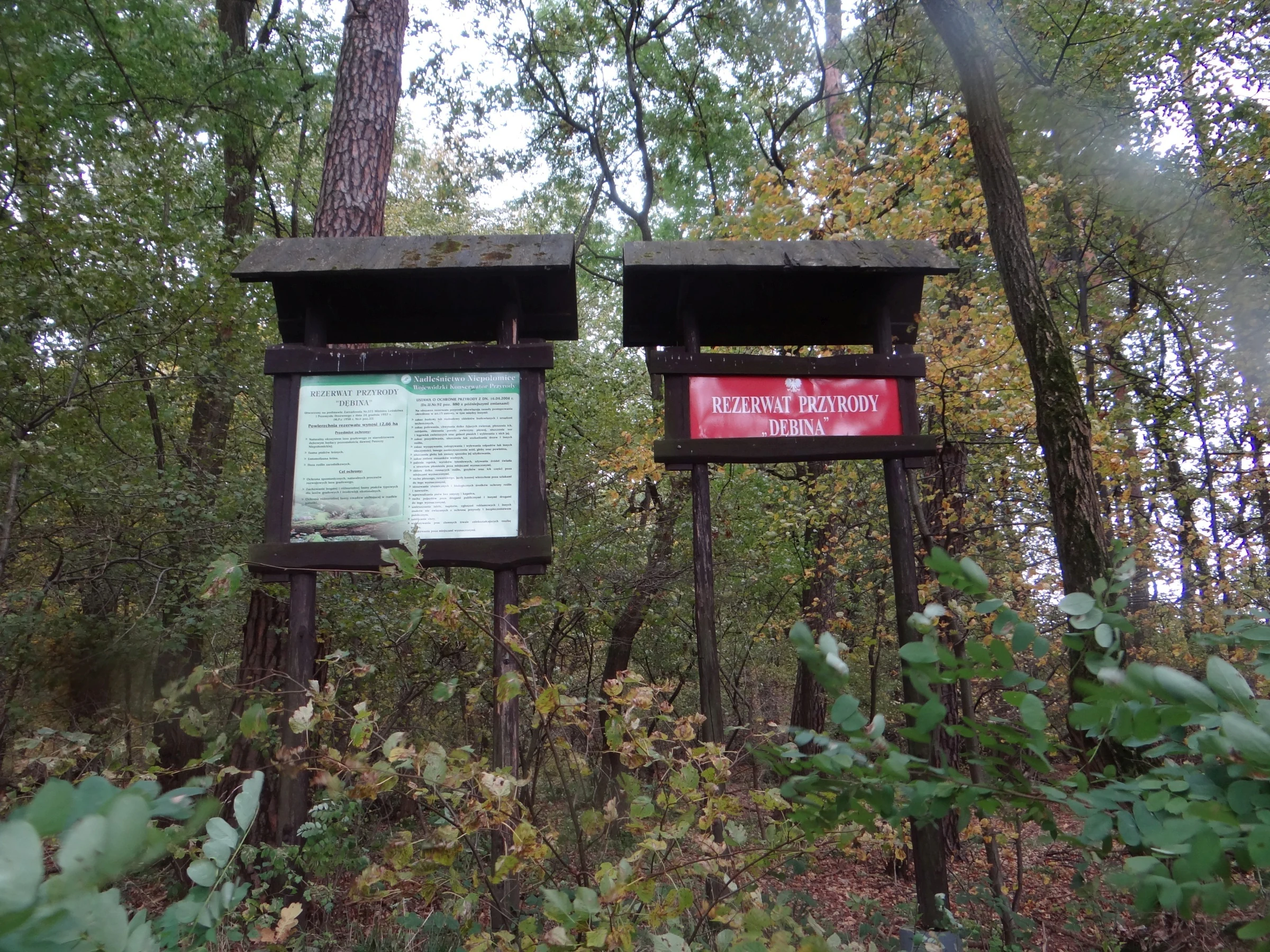 Two wooden sign structures stand in a forest clearing; the left sign contains text information, and the right sign features a red plaque reading Rezerwat Przyrody Dębina.