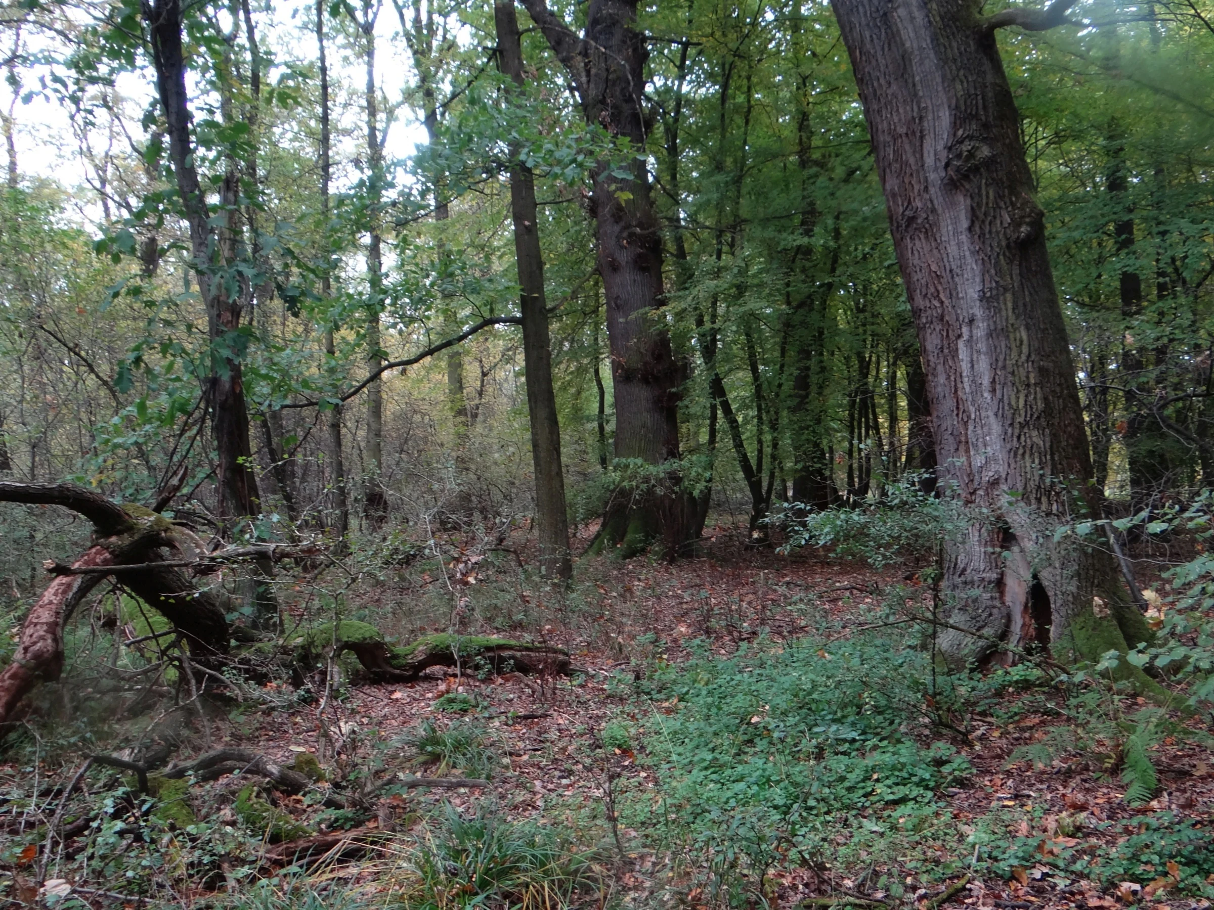A dense forest interior with large mature oak trees, thick trunks, and a forest floor covered in leaf litter and low vegetation.