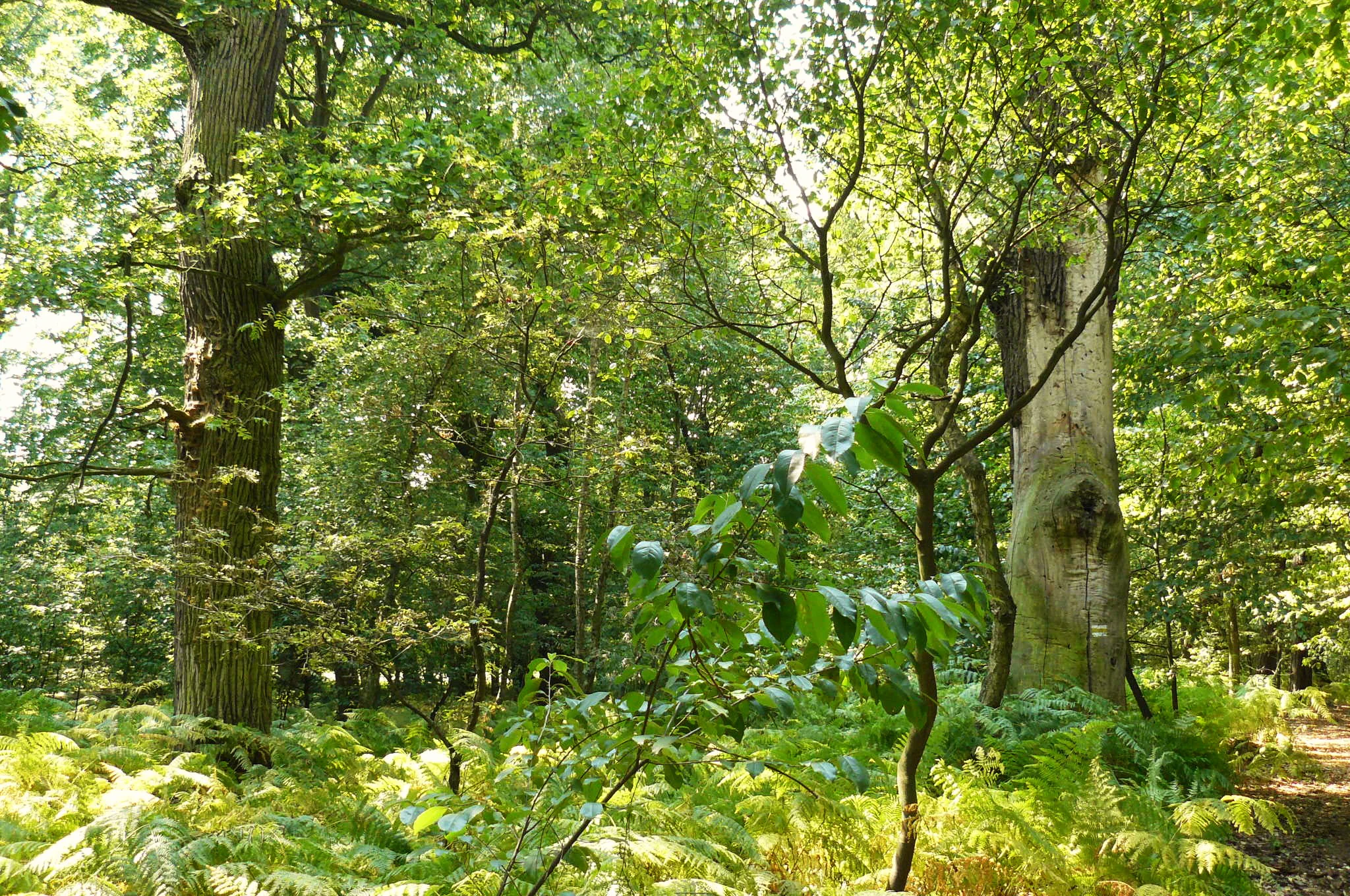 Interior view of a sunlit forest with large oak trees and an undergrowth of green ferns.