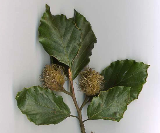 A close-up shot of a European beech branch against a plain white background, showing four green, wavy-edged leaves and two brown, spiky seed pods.