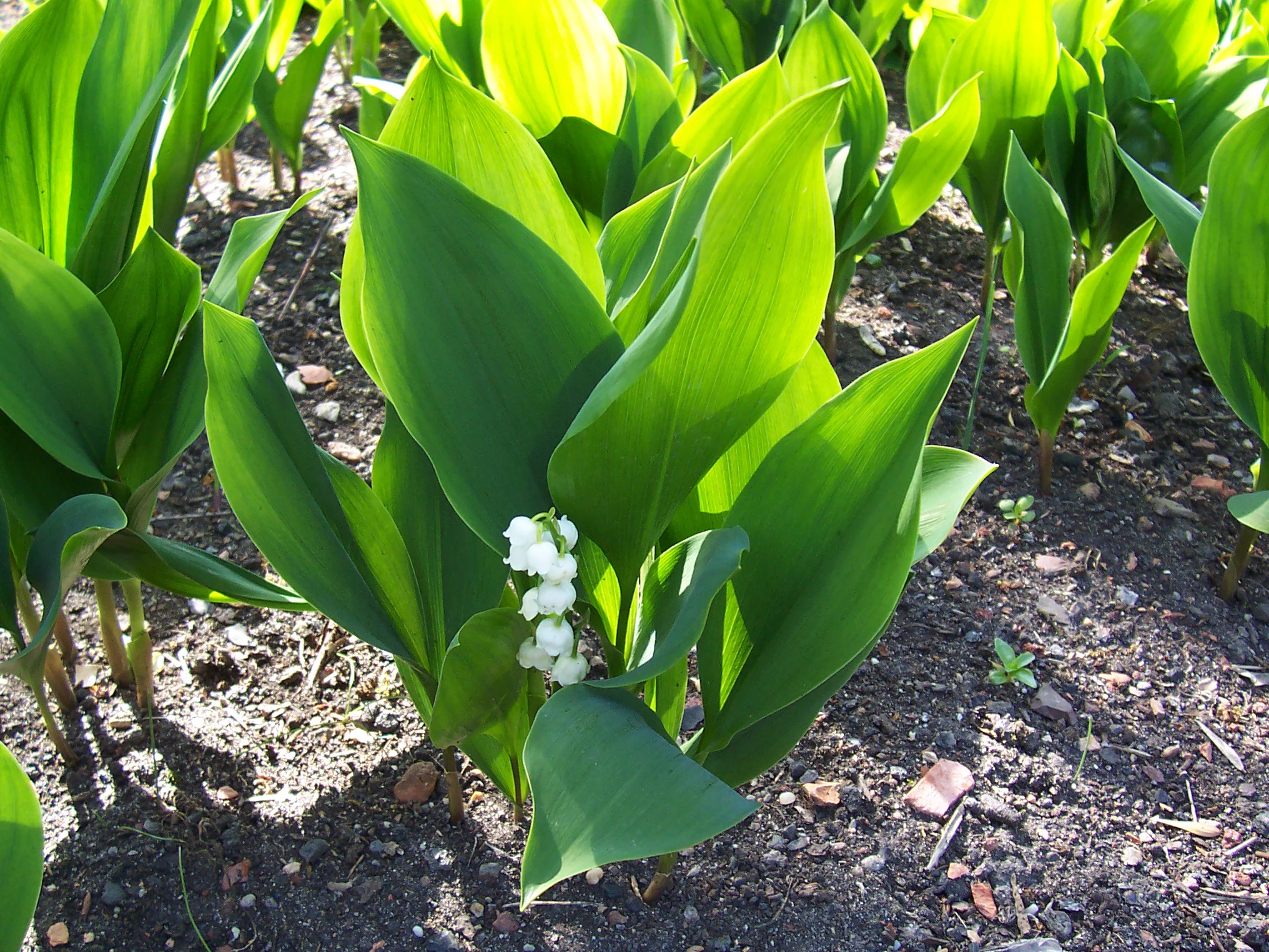 A cluster of lily of the valley plants with broad, bright green leaves and small, white, bell-shaped flowers blooming near the center.