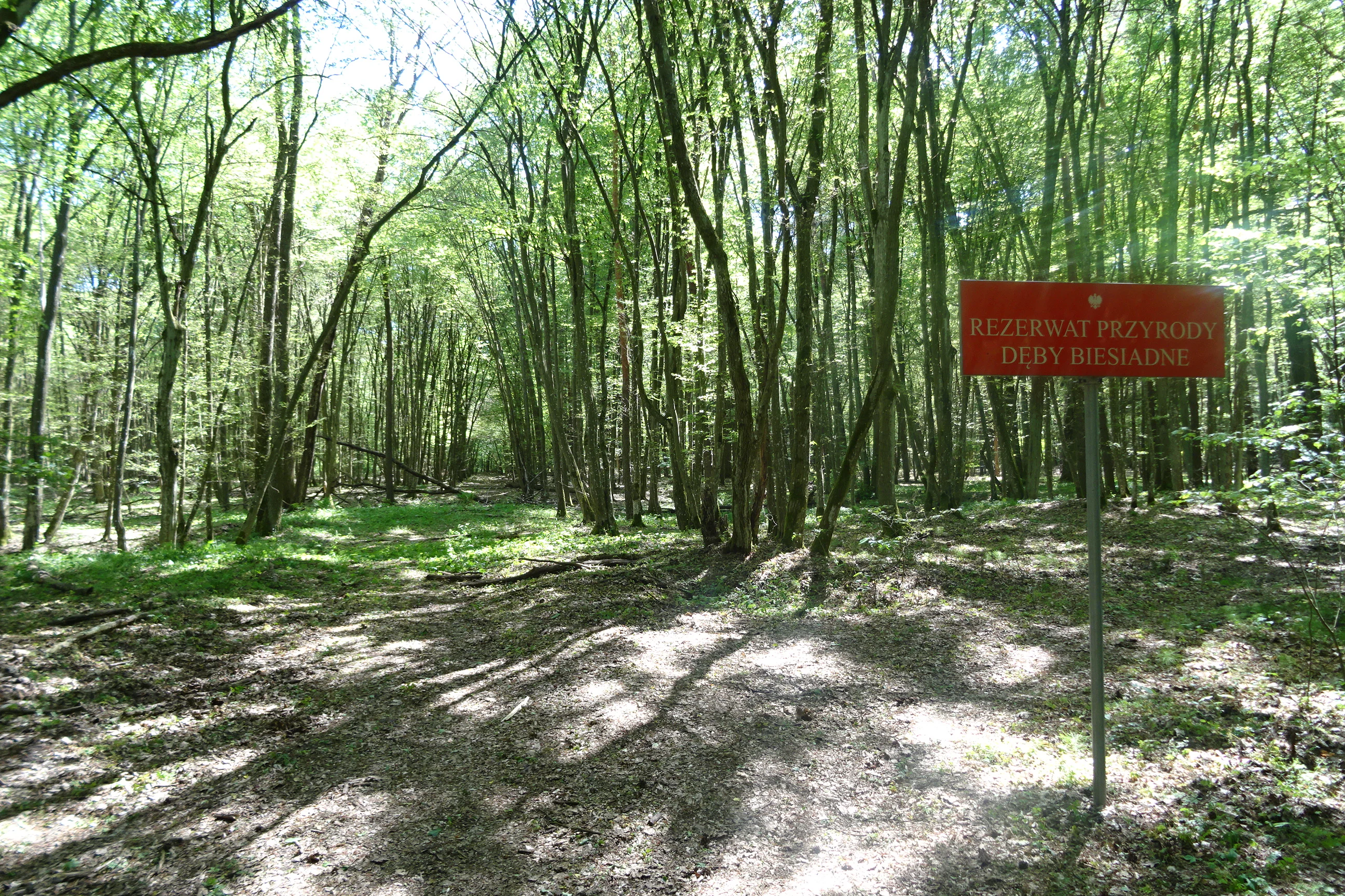 A red rectangular nature reserve sign on a metal pole stands on the right side of a forest clearing, with tall deciduous trees in the background.