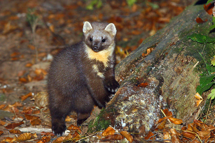 Small mammal with dark brown fur and yellowish chest marking standing on forest floor with fallen leaves and moss-covered log