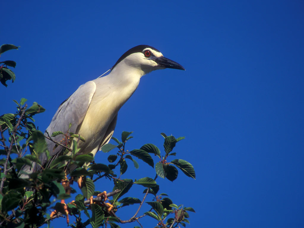 Black-crowned night-heron bird standing on a branch with green leaves against a clear blue sky