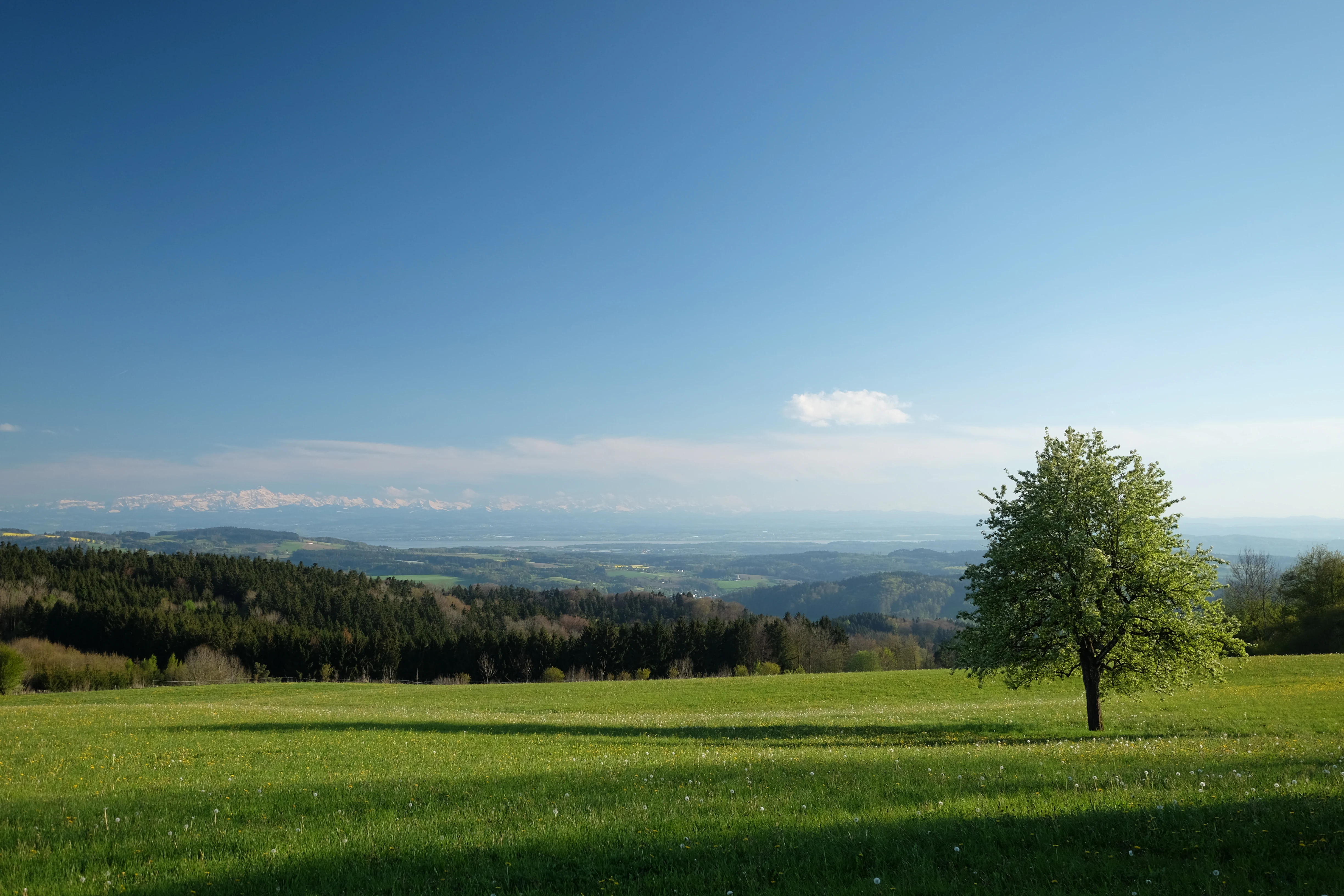 A sunny landscape photograph showing a bright green pasture with a single deciduous tree in the foreground, rolling hills with dark forest cover in the midground, and the faint, snow-capped Swiss Alps visible in the far hazy distance under a clear blue sky.