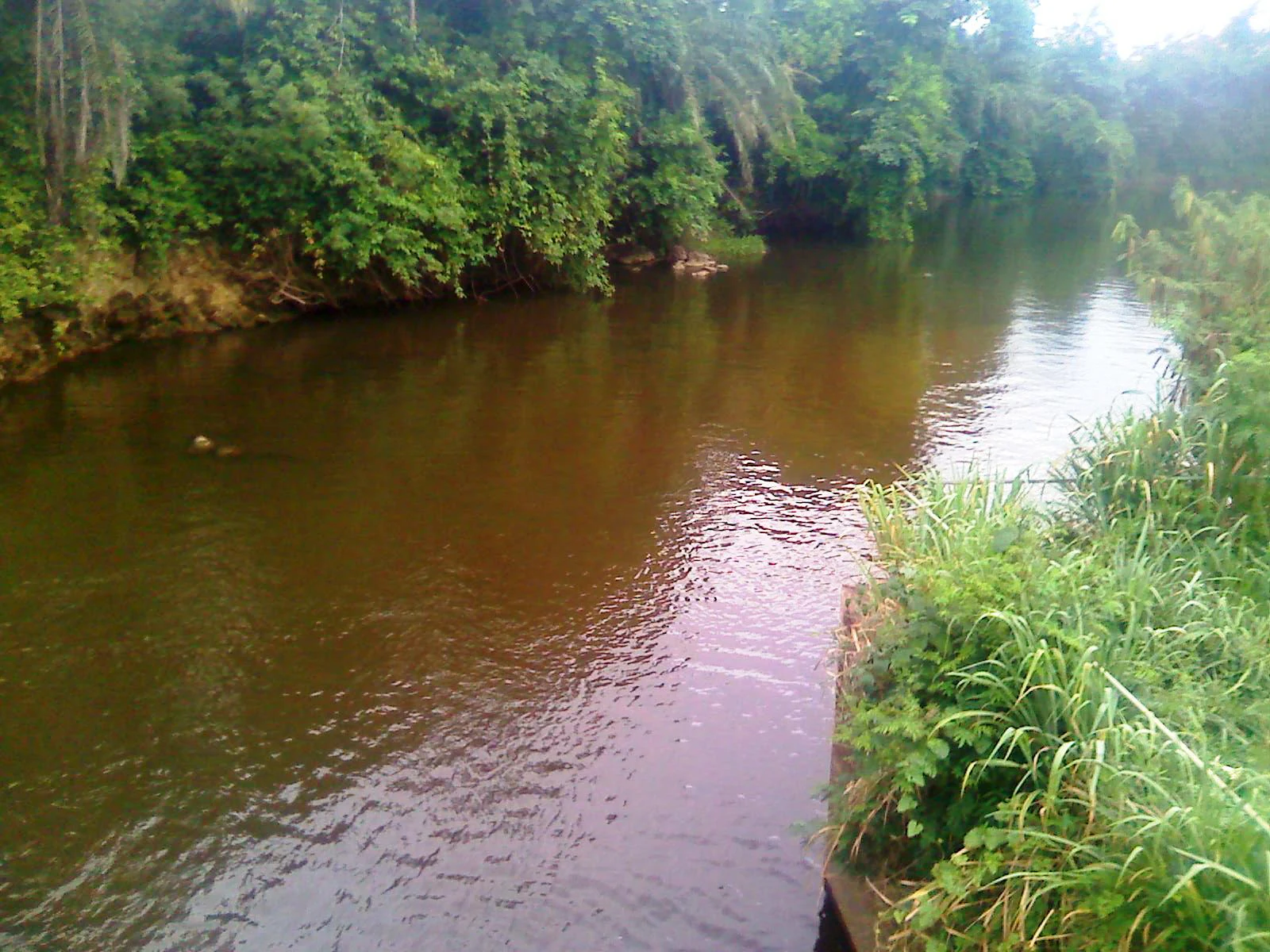 A view of the brown waters of the Densu River flowing through a lush, green, densely vegetated riverbank.
