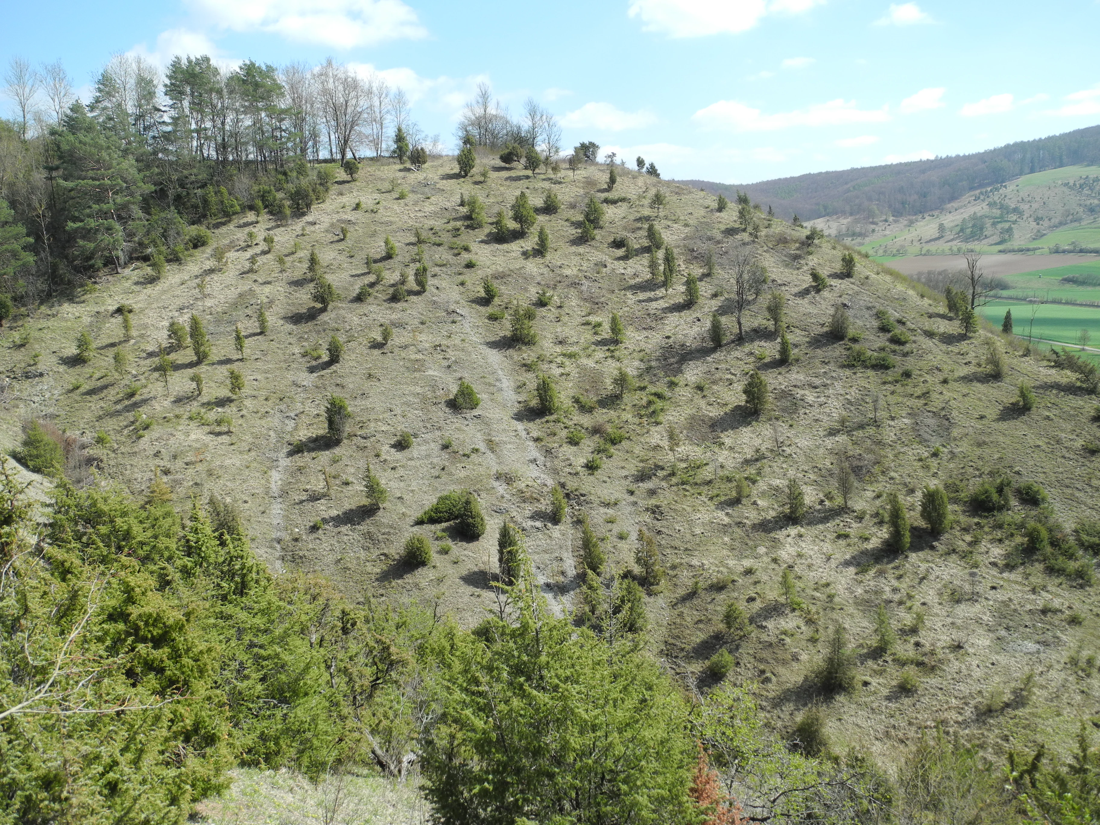 Una vista amplia y soleada de una ladera empinada y cubierta de hierba, salpicada de pequeños enebros, con un bosque más denso en la cima y campos verdes cultivados visibles al fondo.