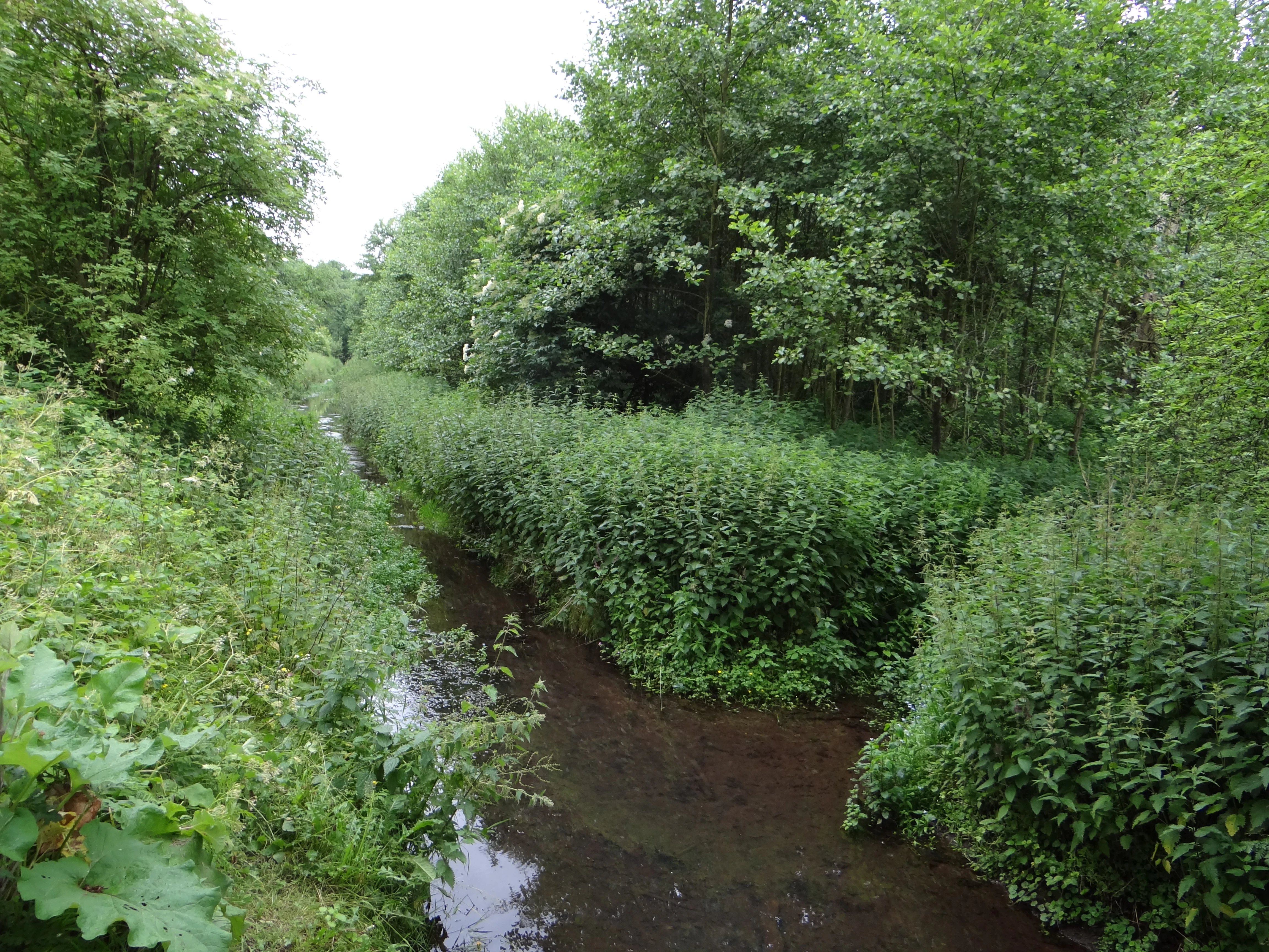 A calm, narrow stream winds through a dense green forest, with lush foliage and tall grasses lining the banks.