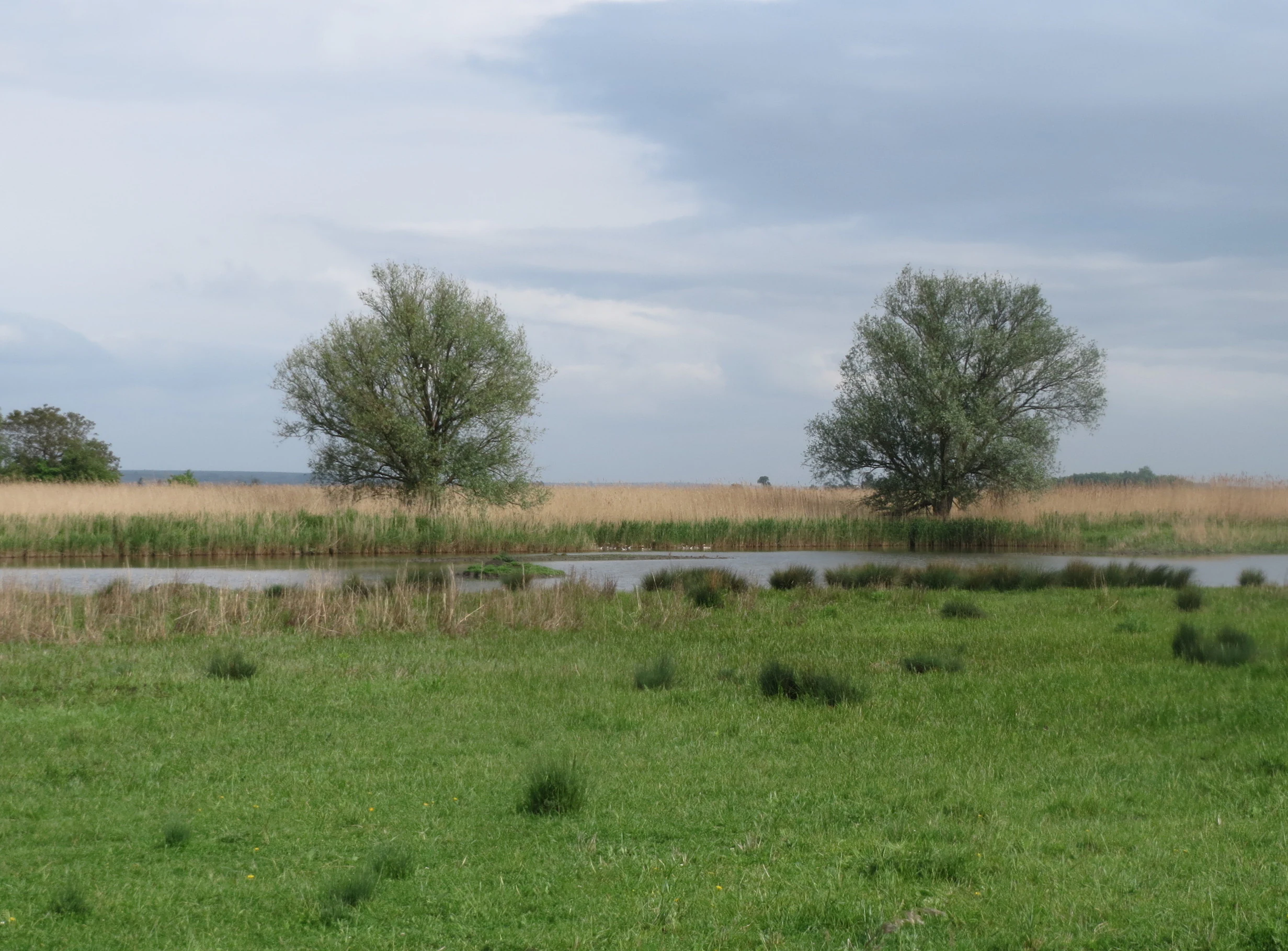 A peaceful landscape view of a marshy wetland area with a small pool of water, patches of grass, and two prominent trees under an overcast sky.