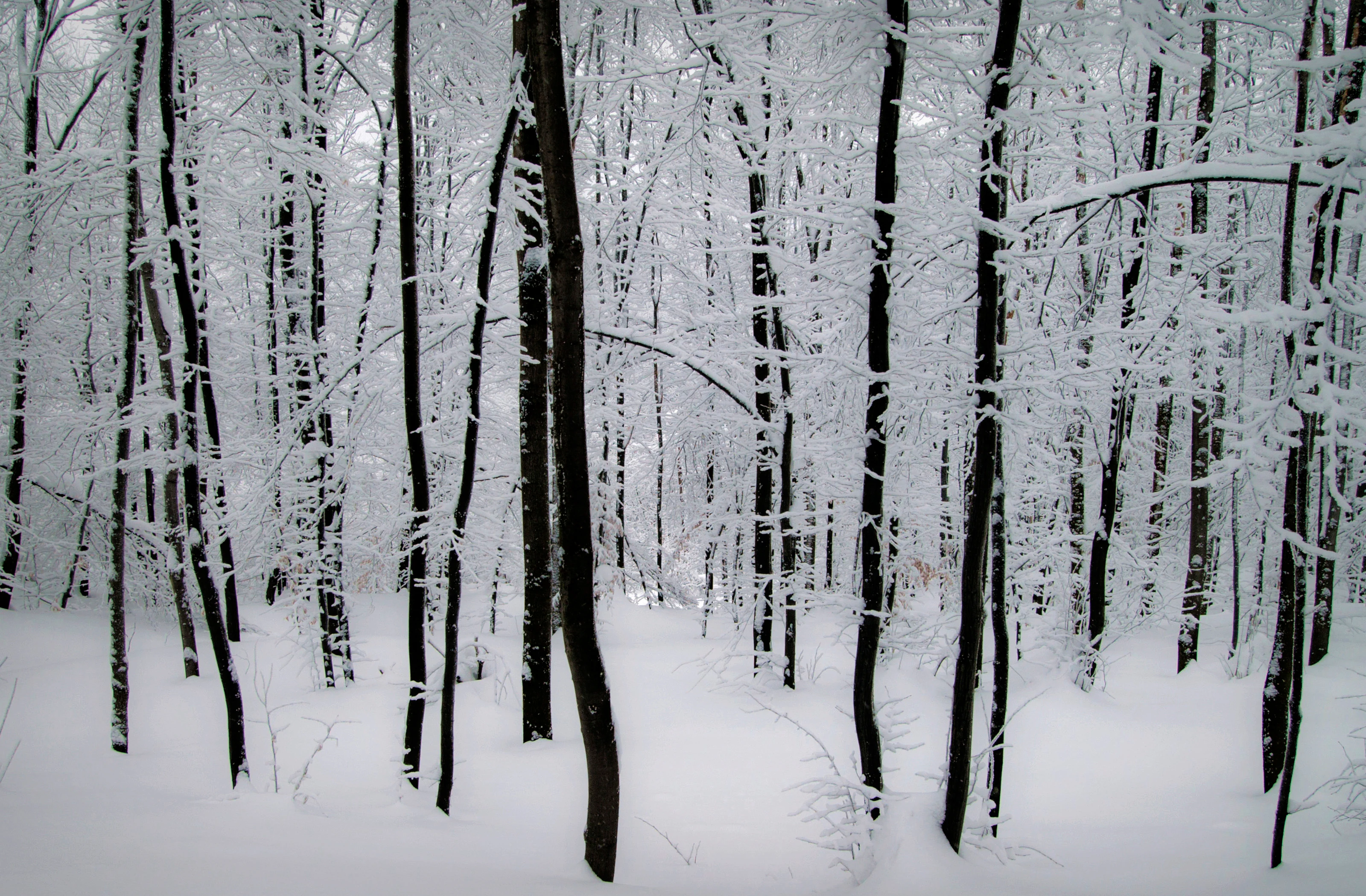 Tall trees covered in snow and frost with snow-covered ground in a forest