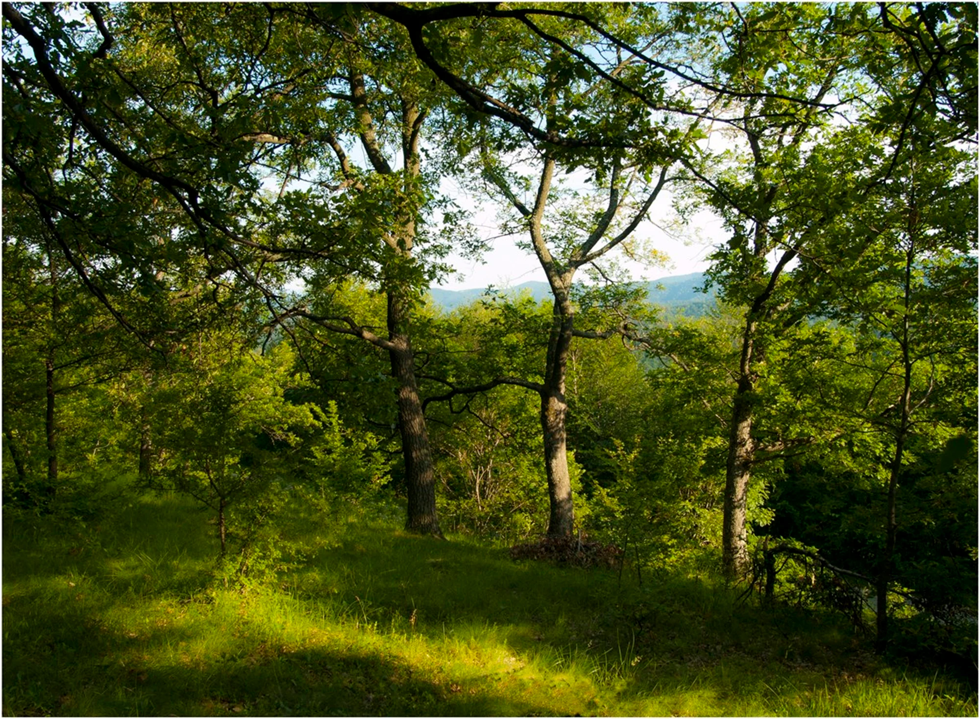 A forest scene with tall trees, green grass, and dappled sunlight. Distant mountains visible through the trees.