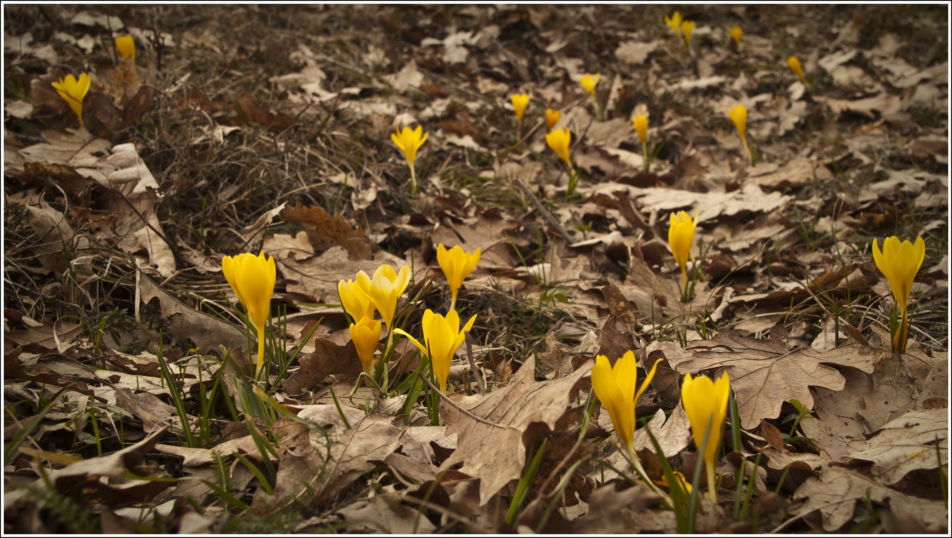 Yellow crocuses growing among brown fallen leaves on the forest floor